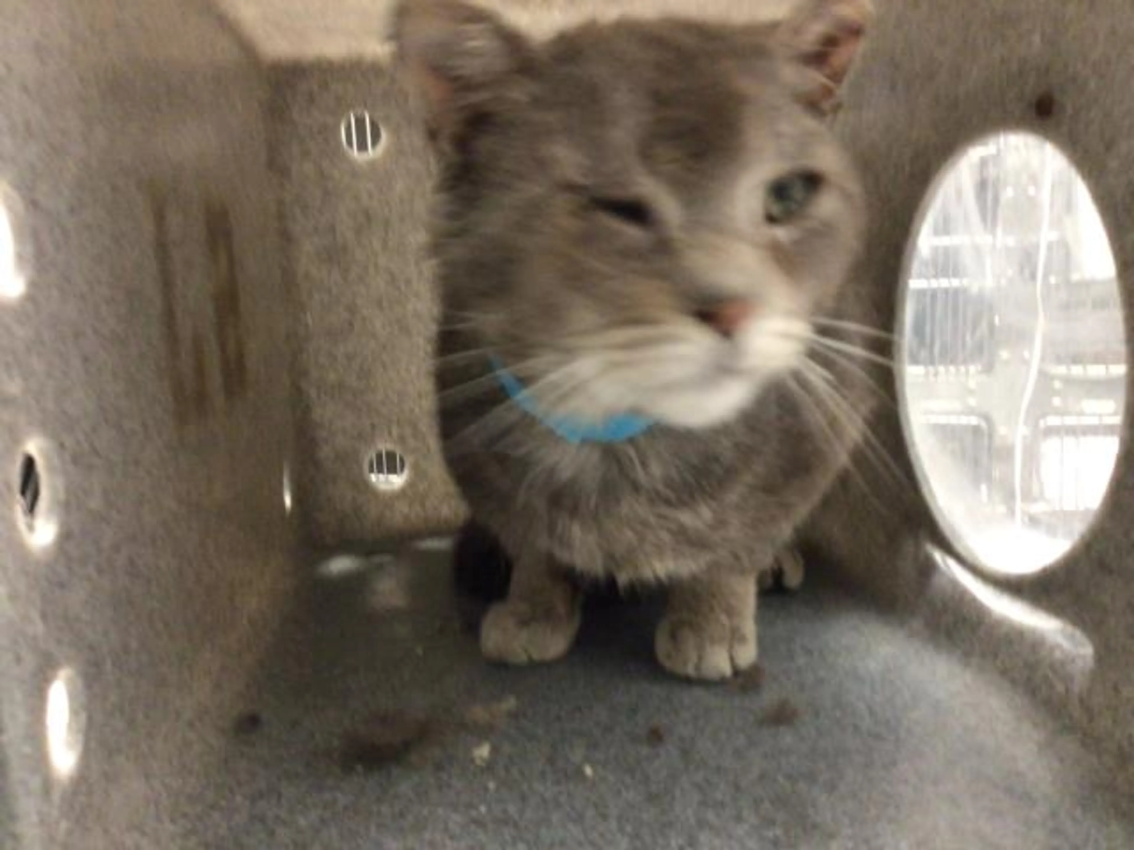 Found pet