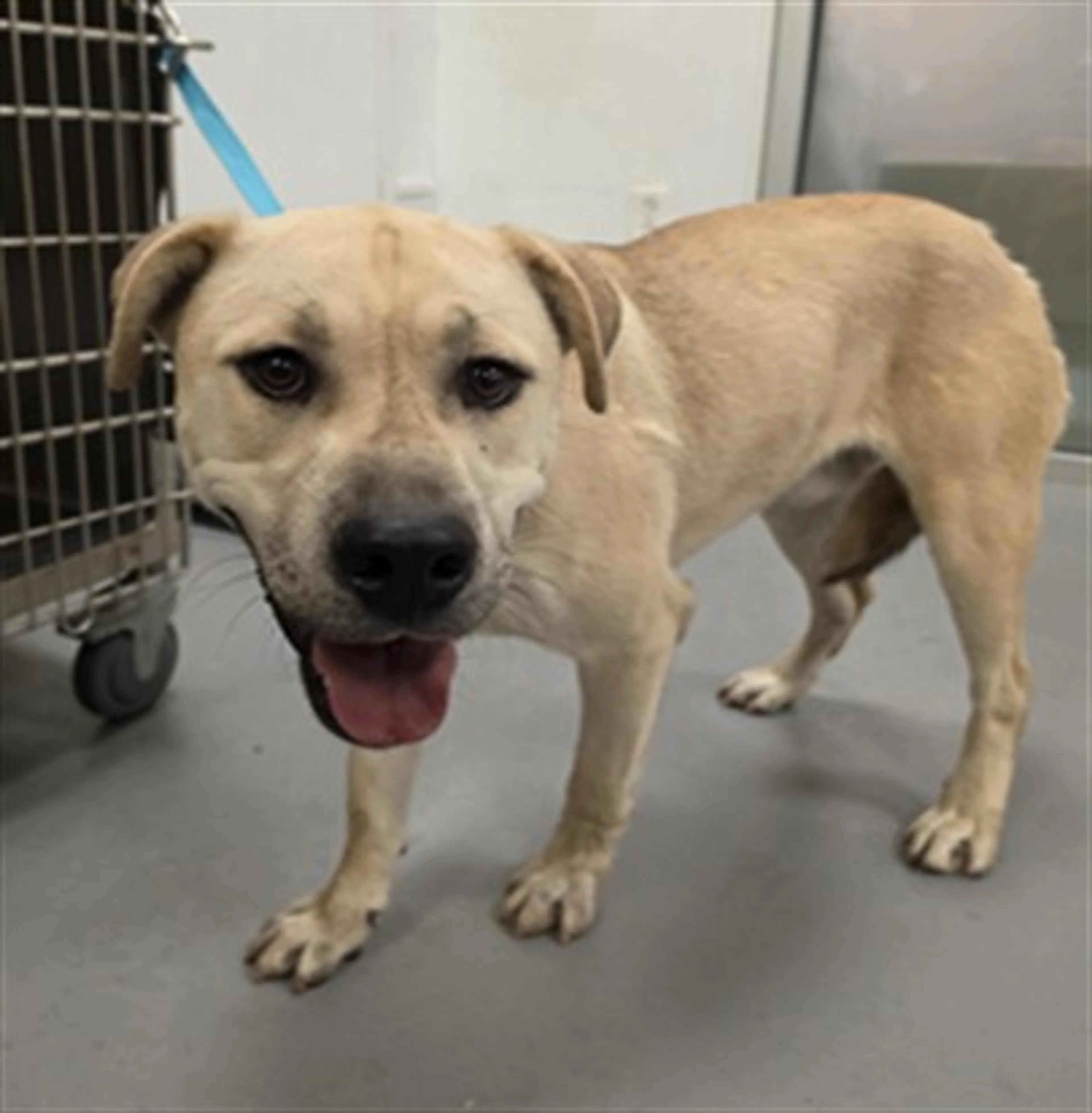 Found pet