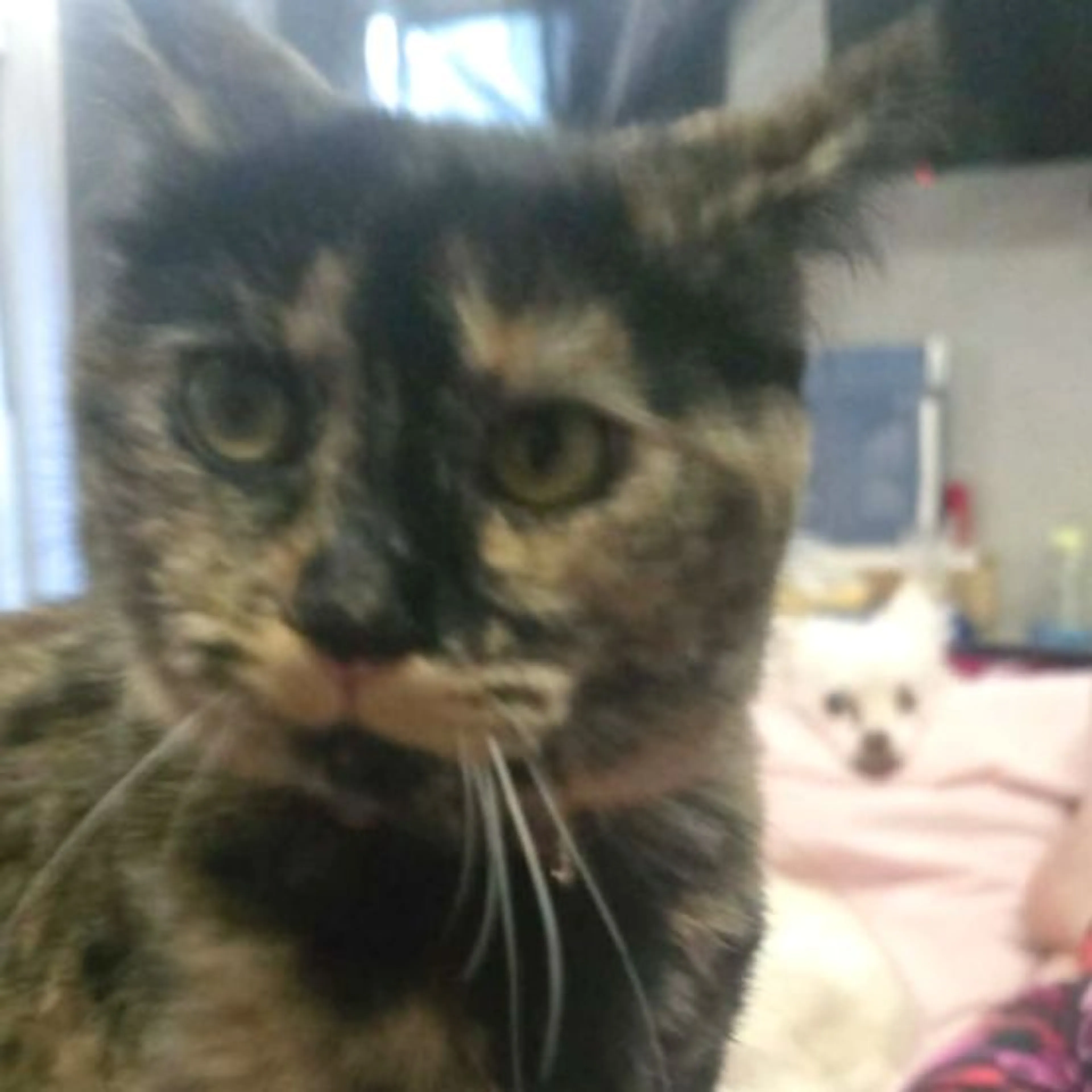 Lost pet