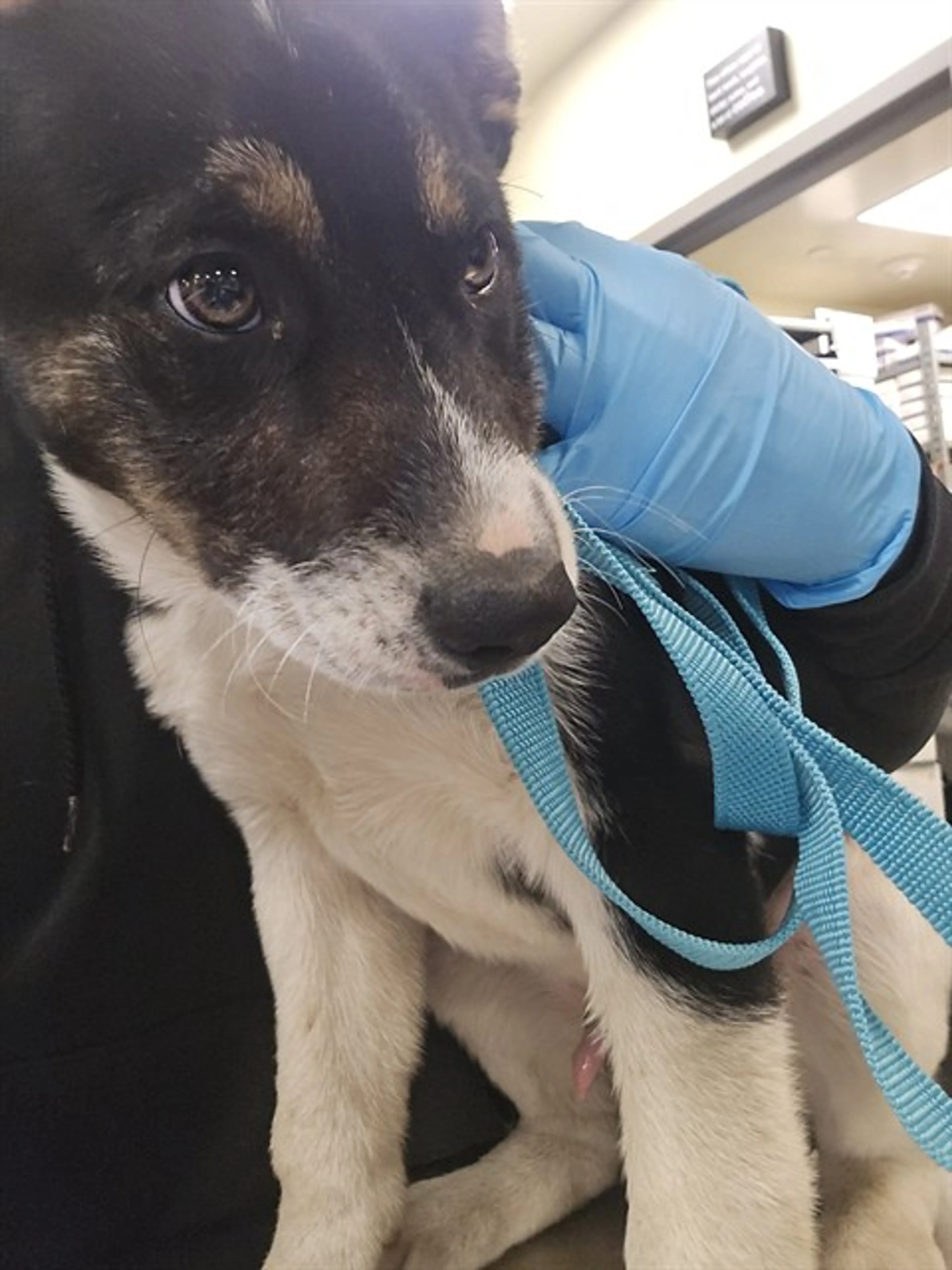 Found pet