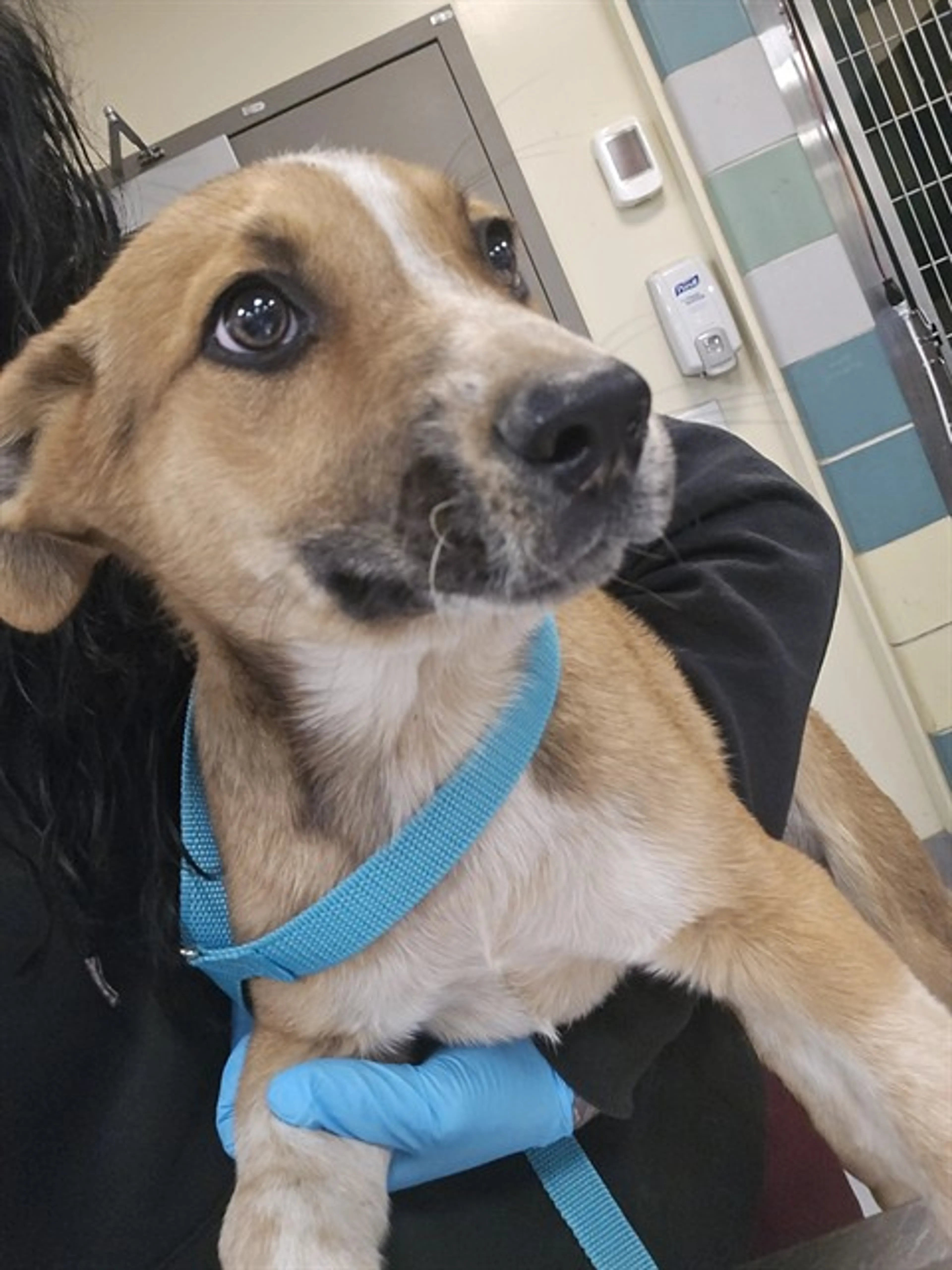Found pet