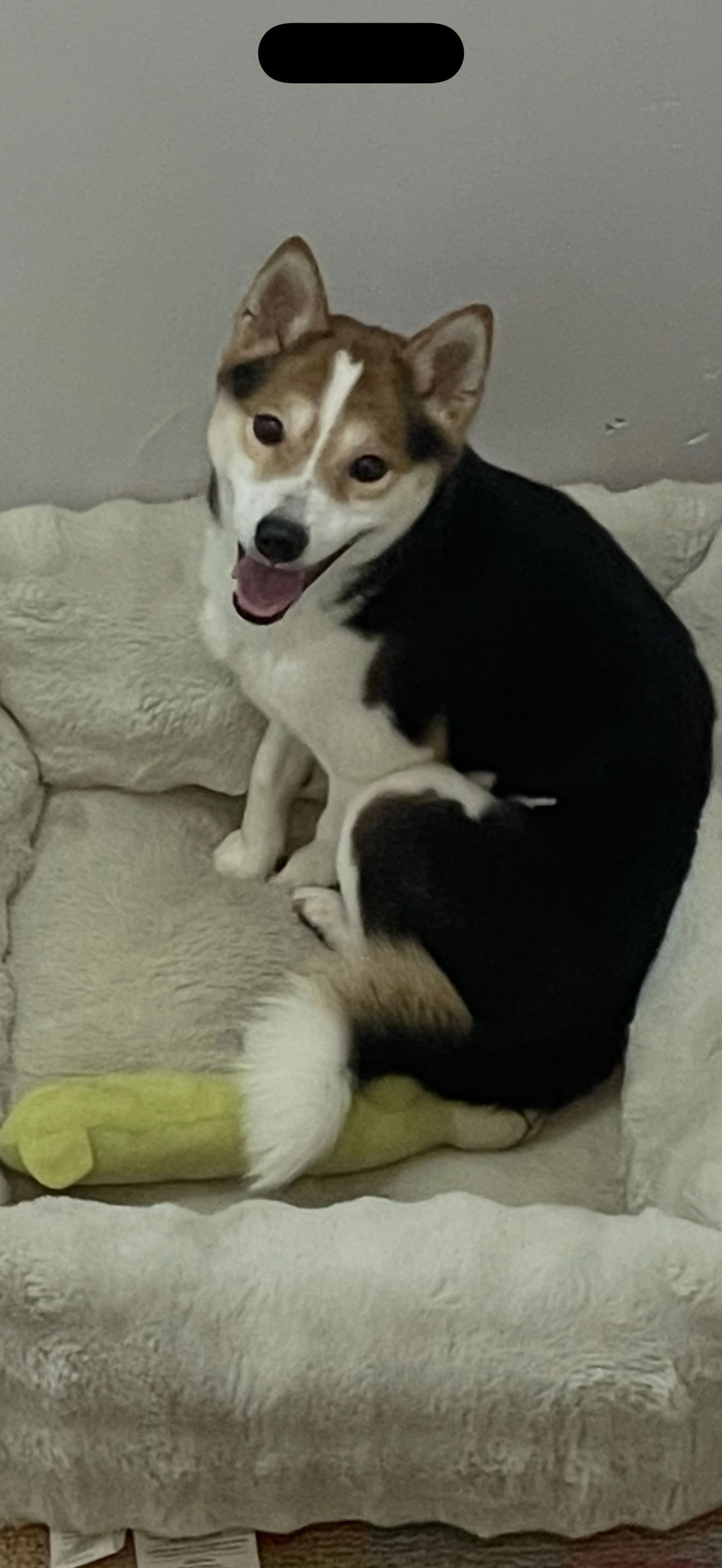 Lost pet