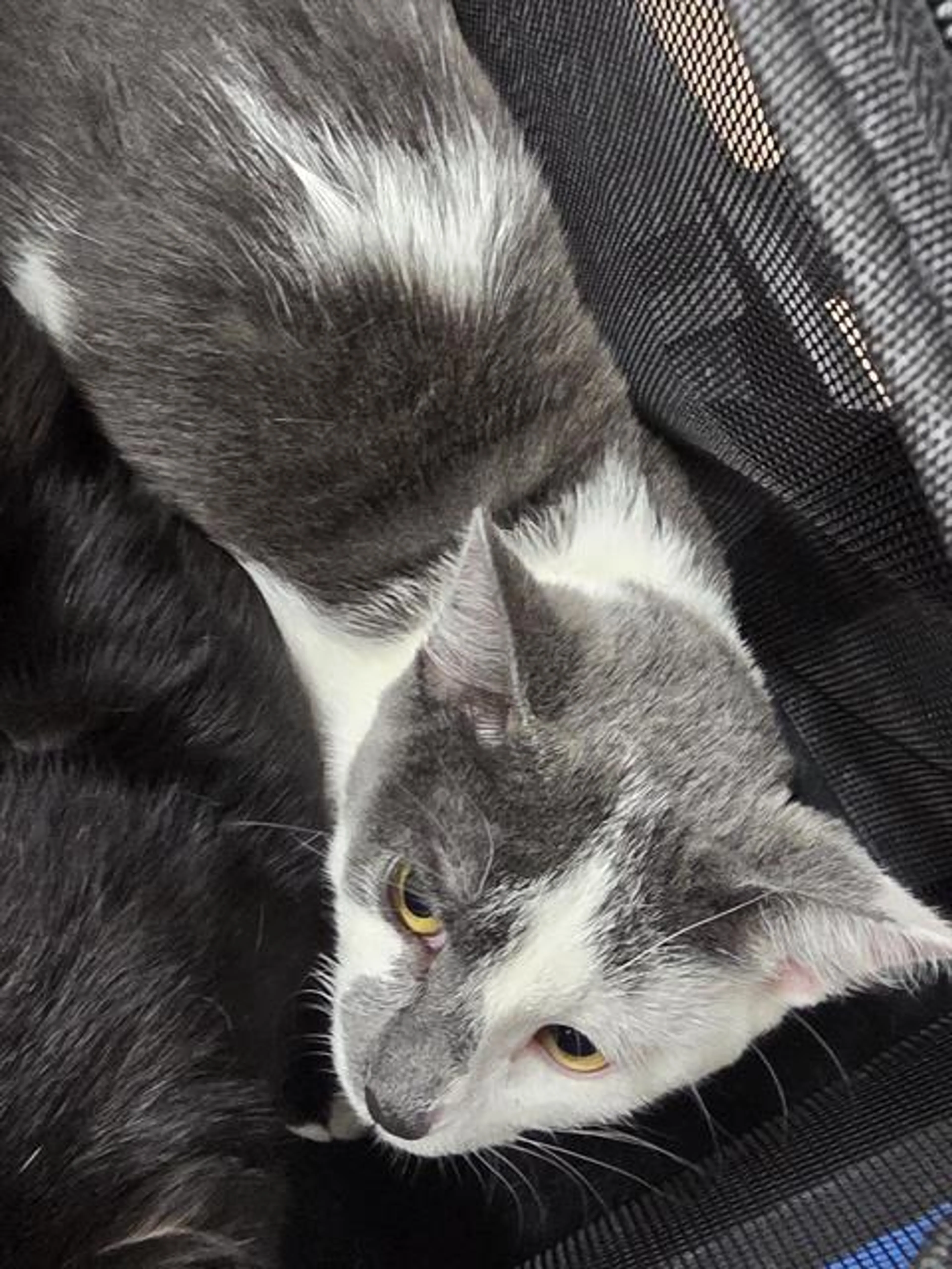 Found pet