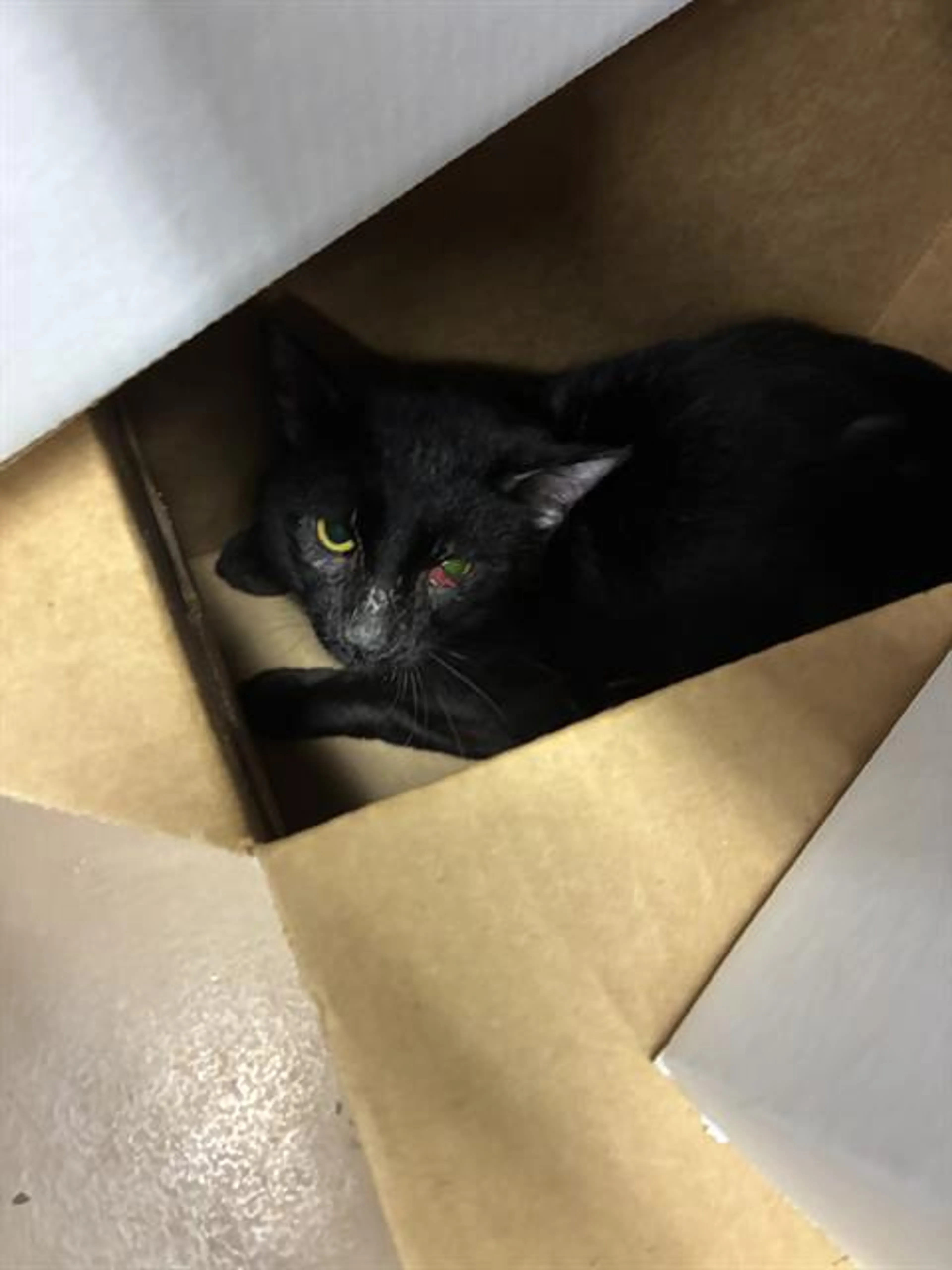 Found pet