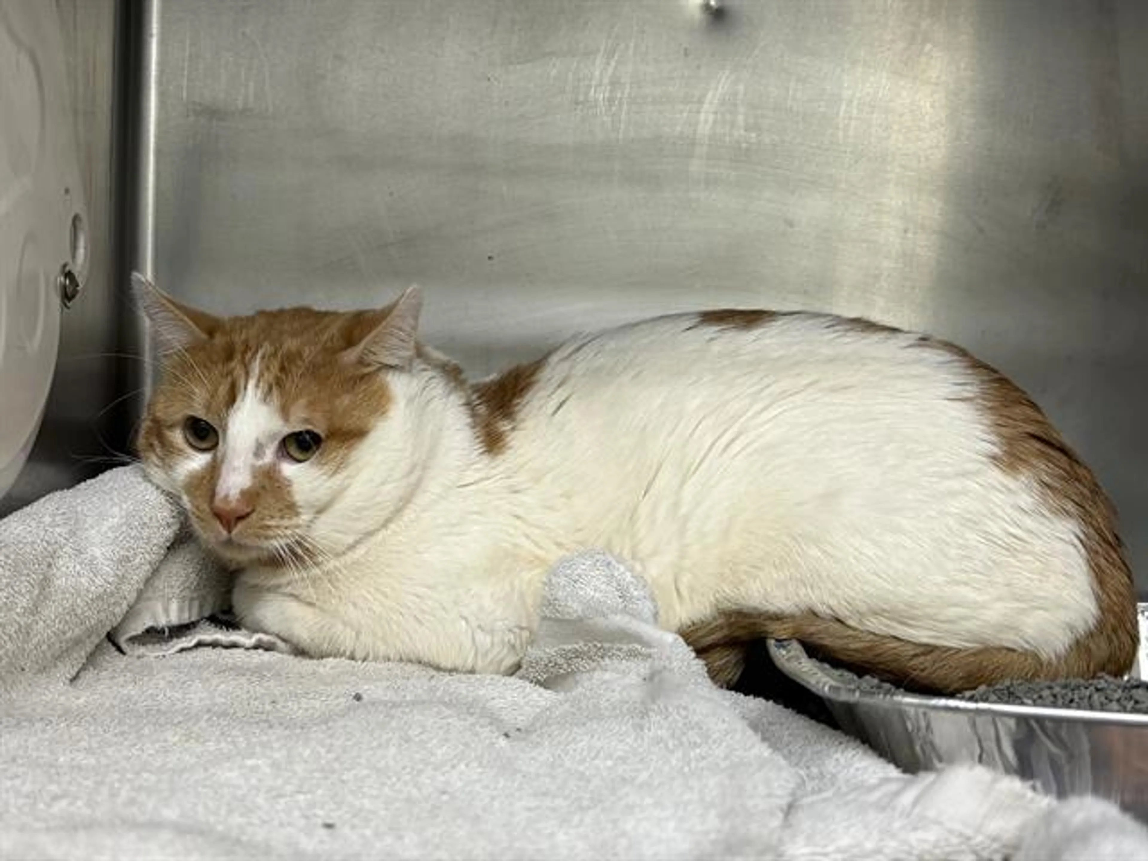 Found pet