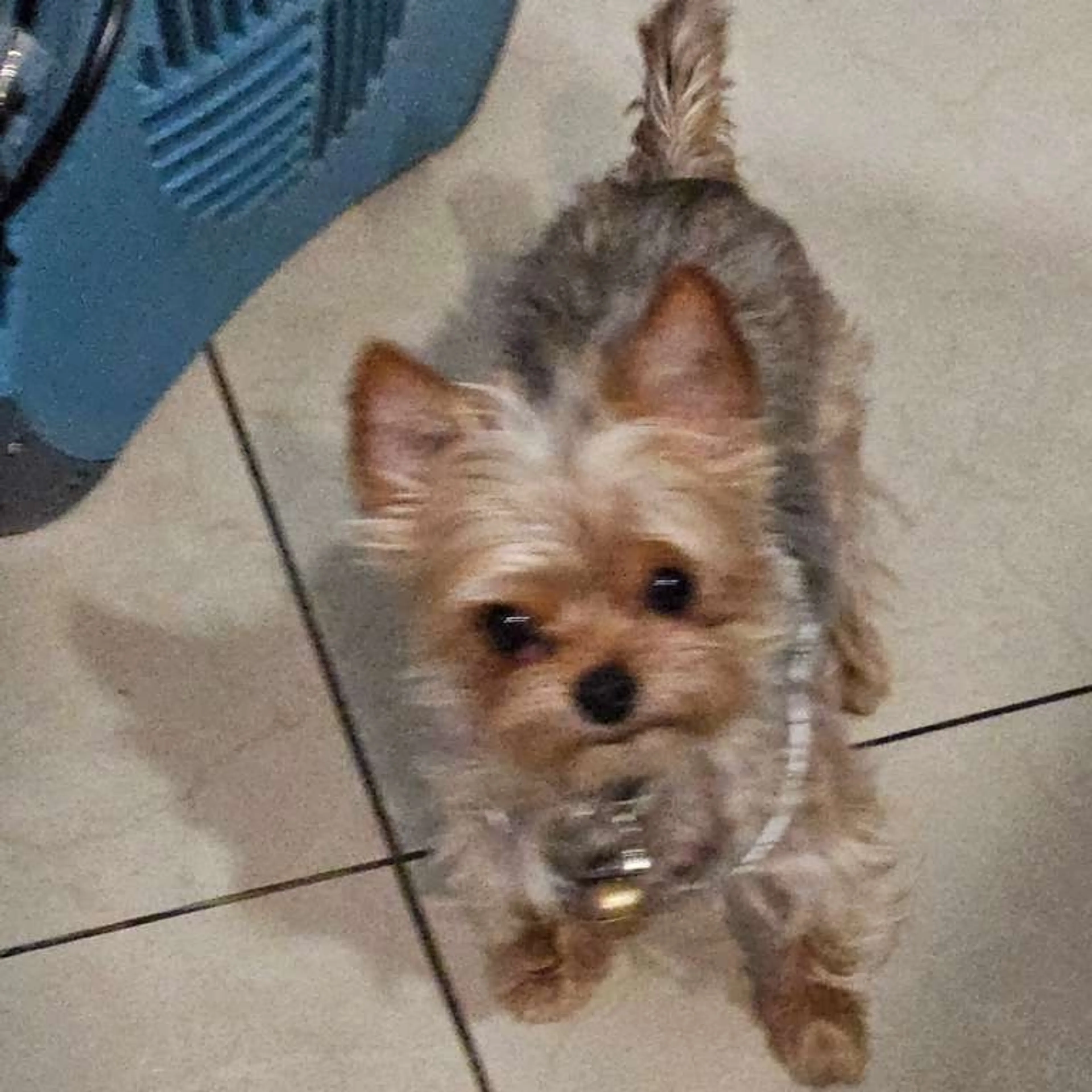 Lost pet