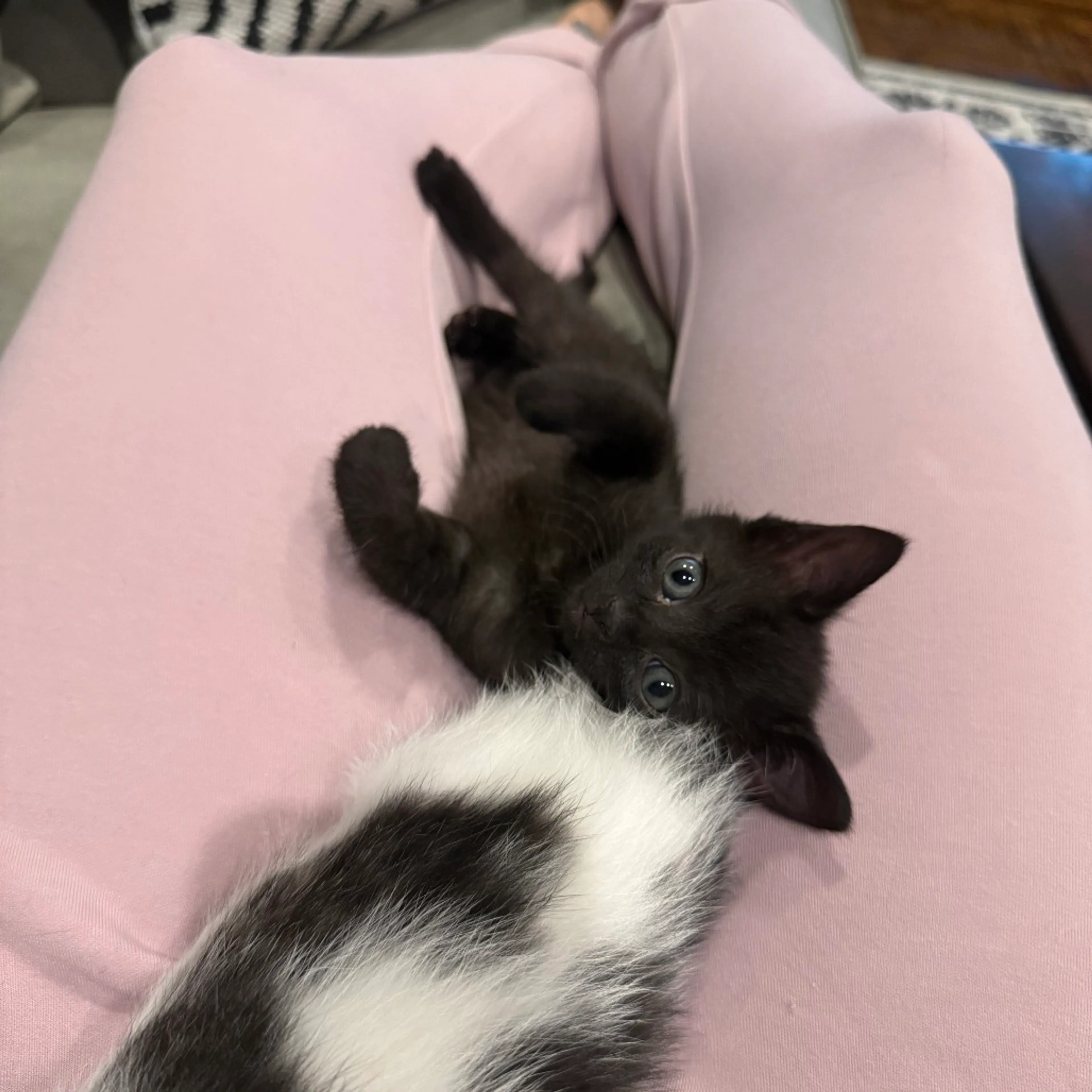 Found pet-1