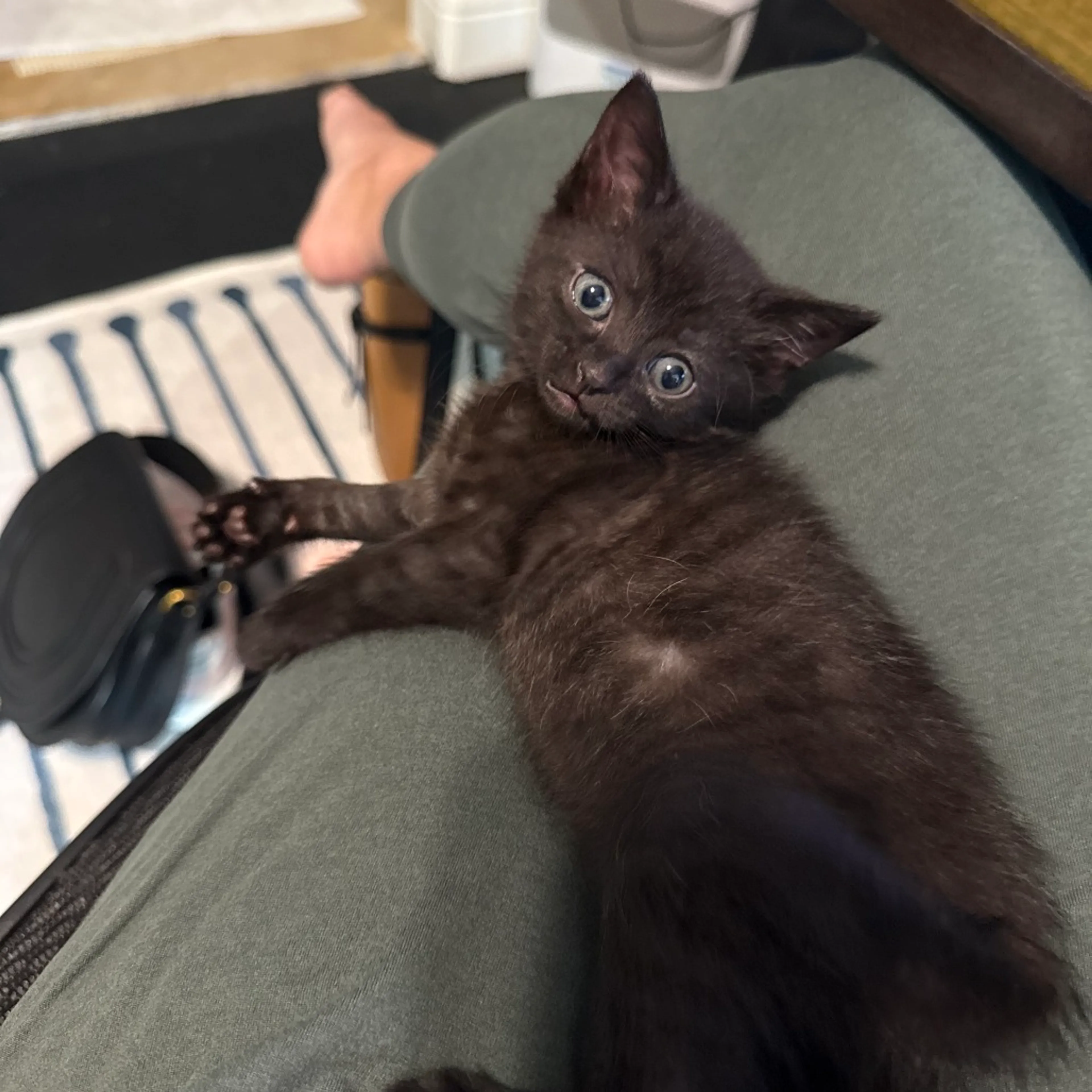 Found pet-0