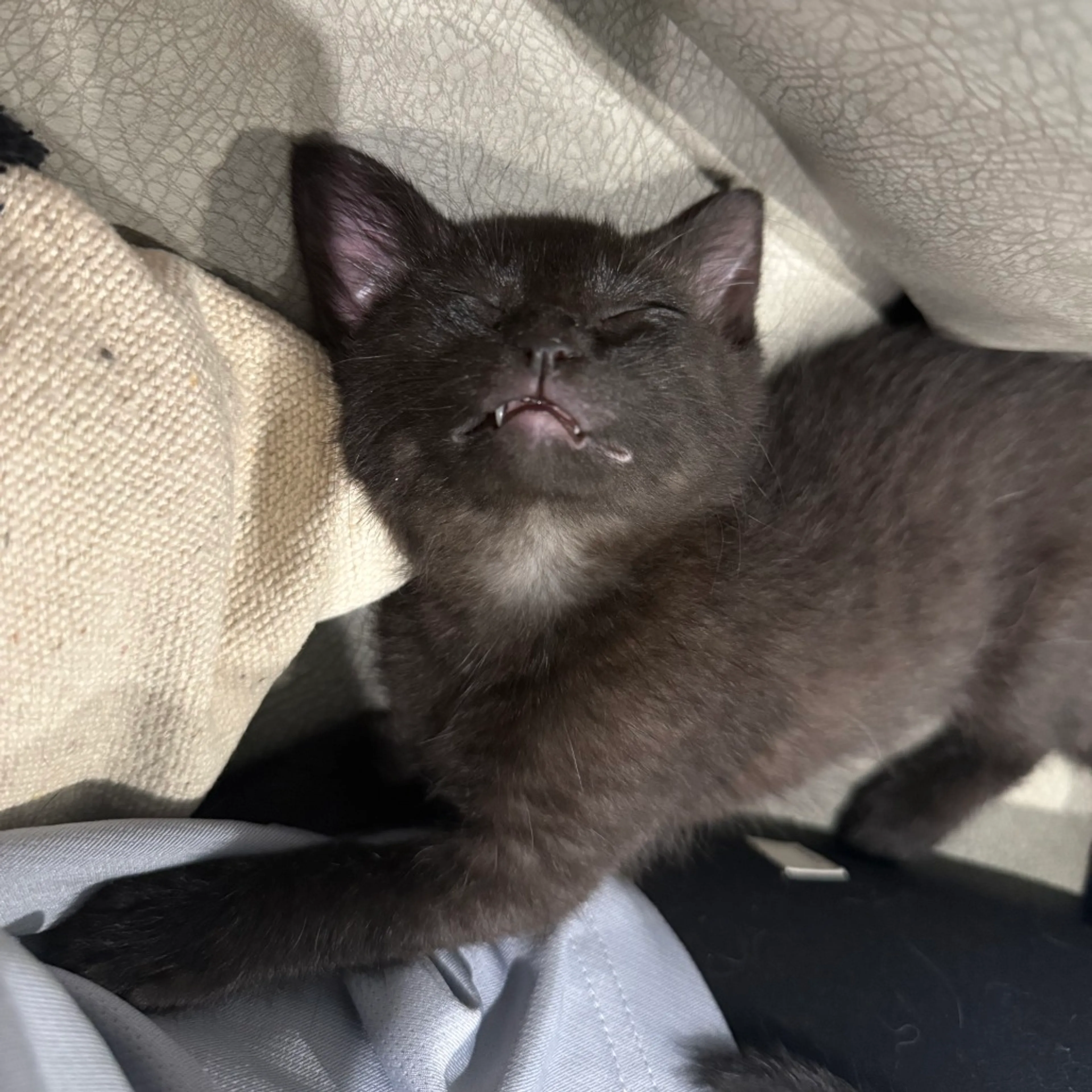Found pet-3