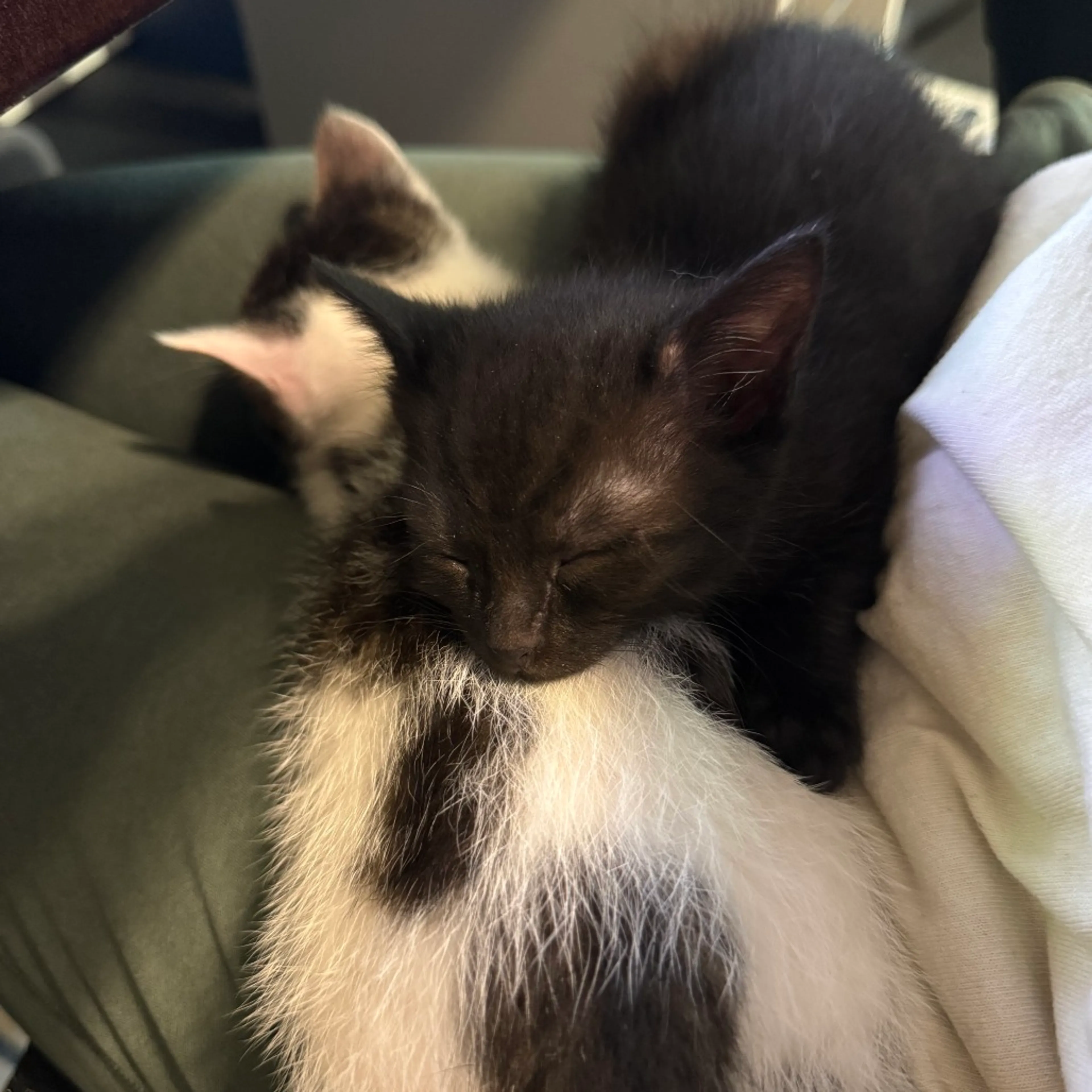 Found pet-2