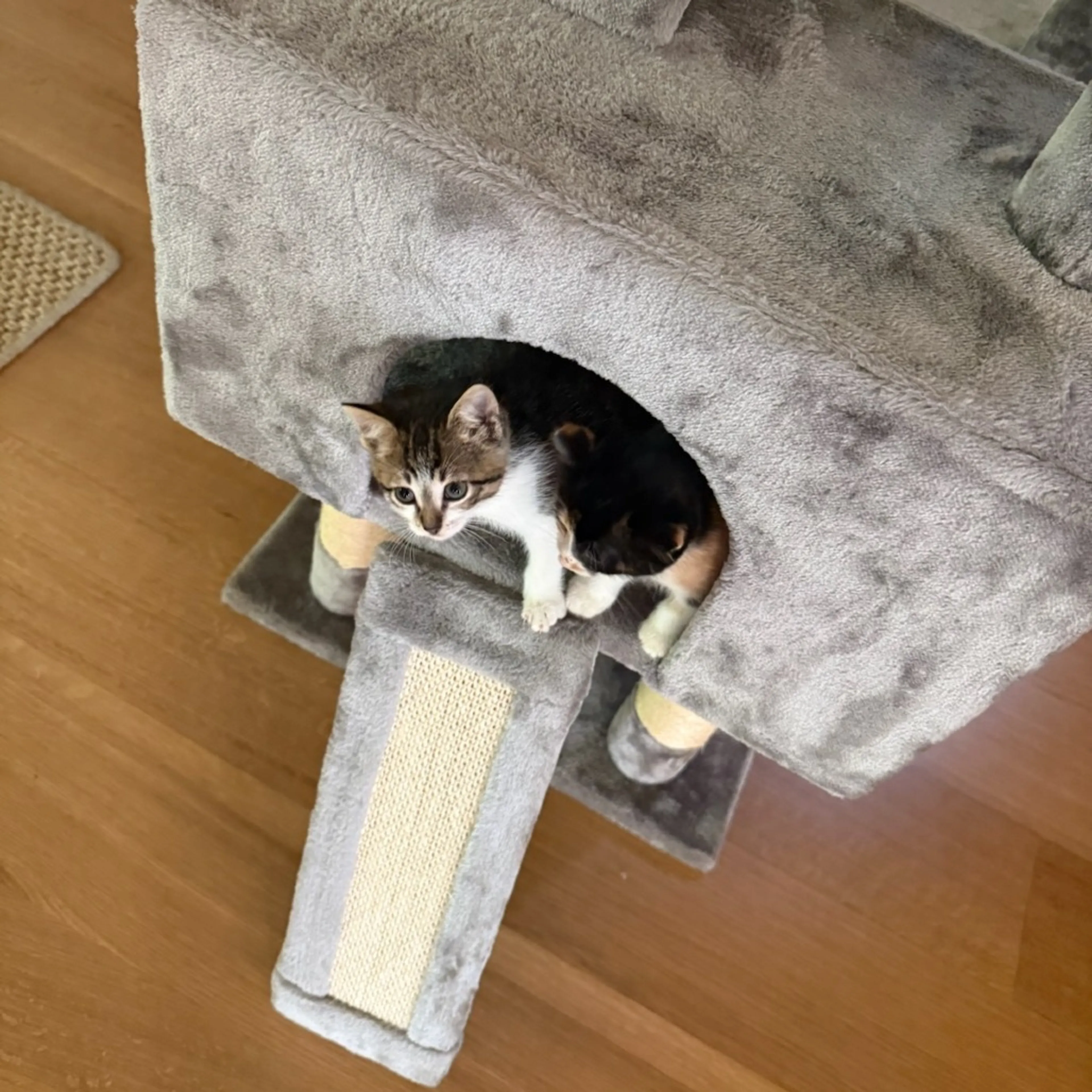 Found pet-1
