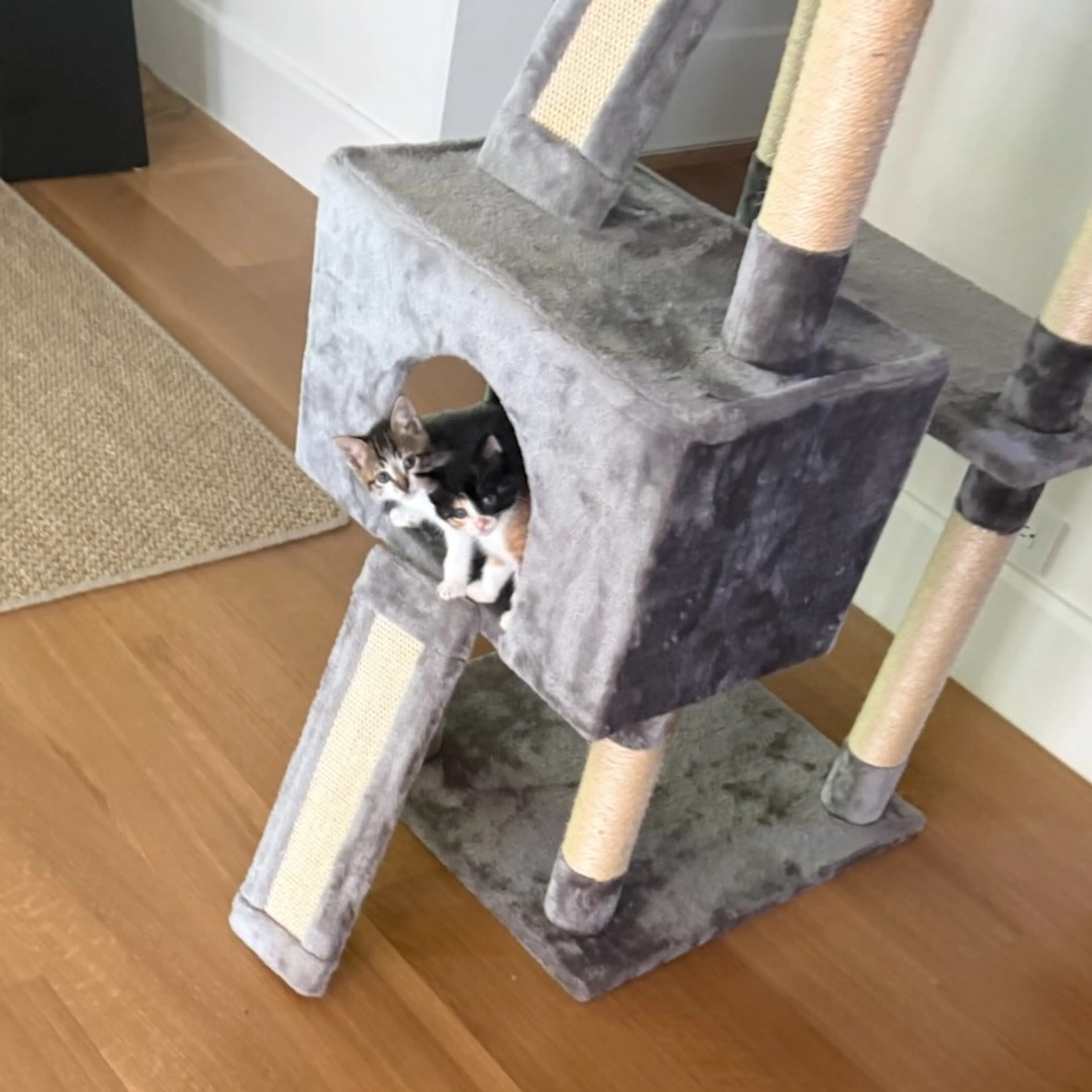 Found pet-2