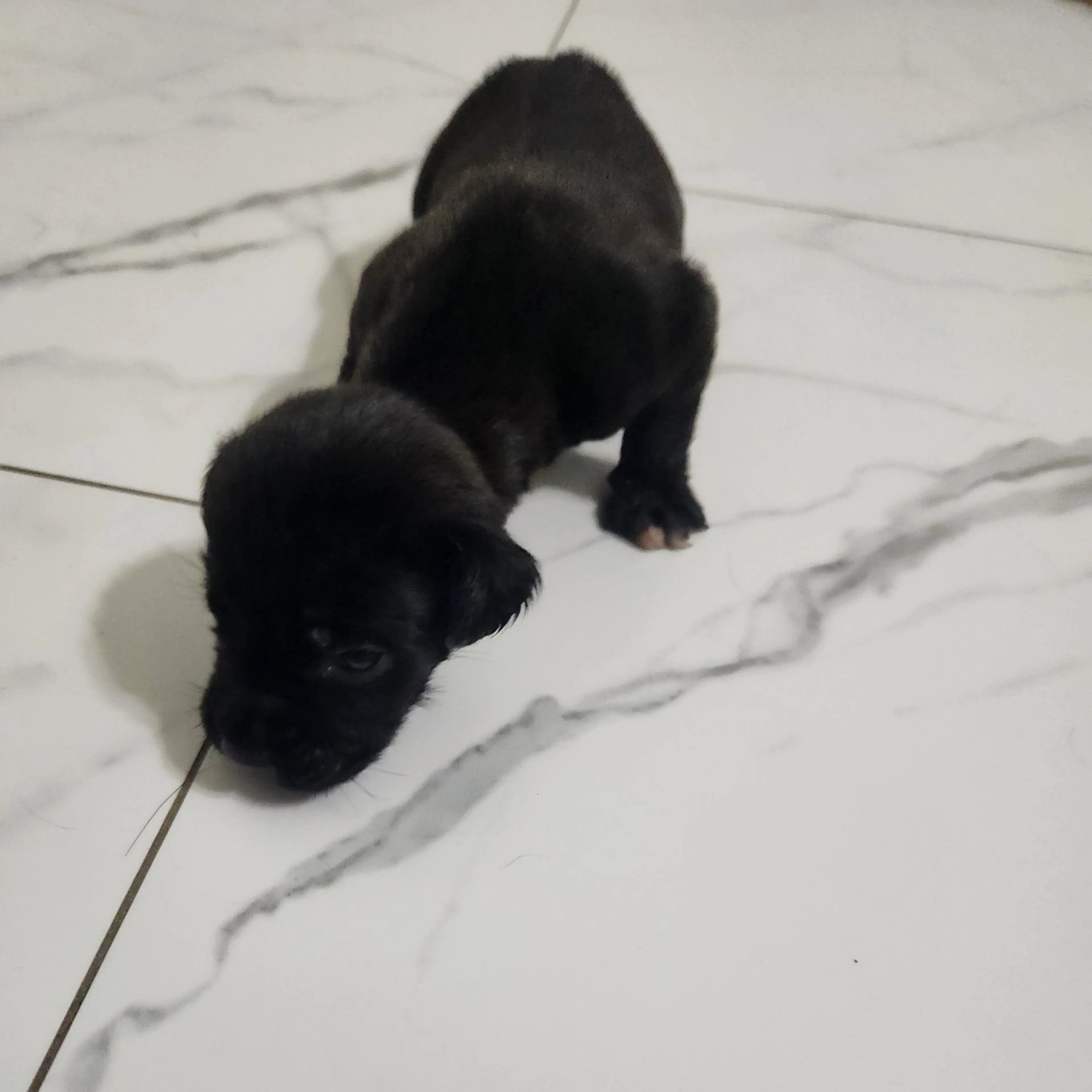 Found pet-3