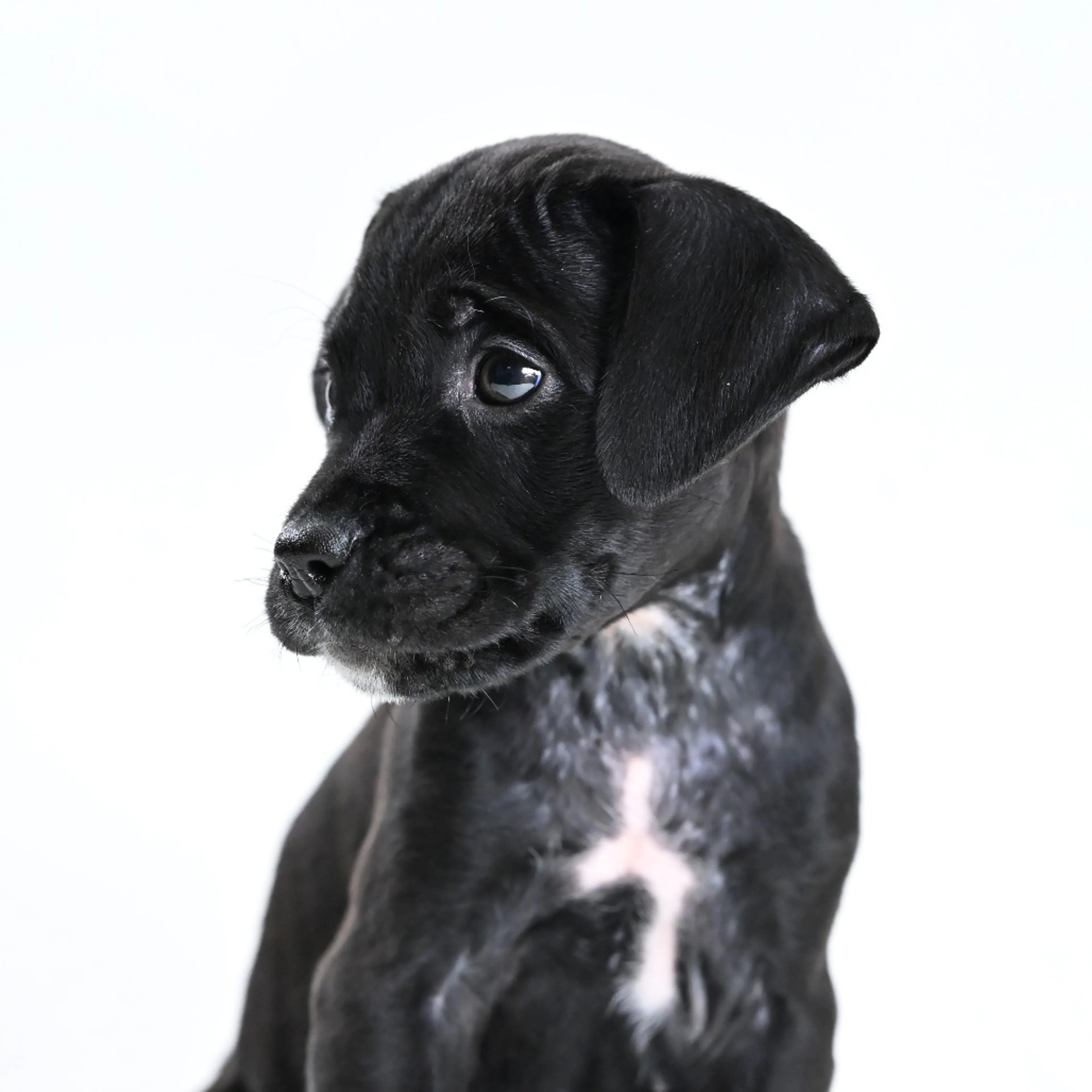 Found pet-12