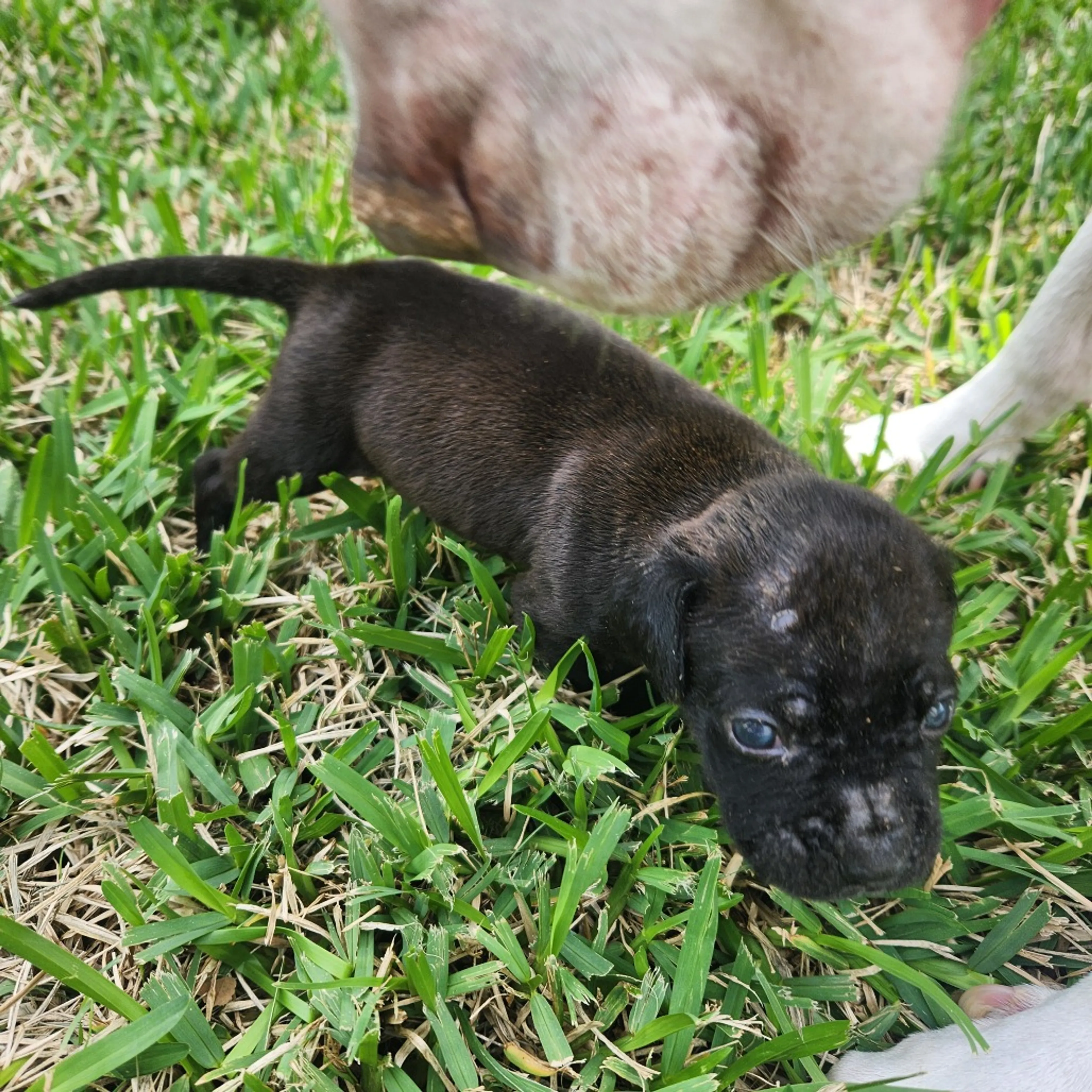 Found pet-1