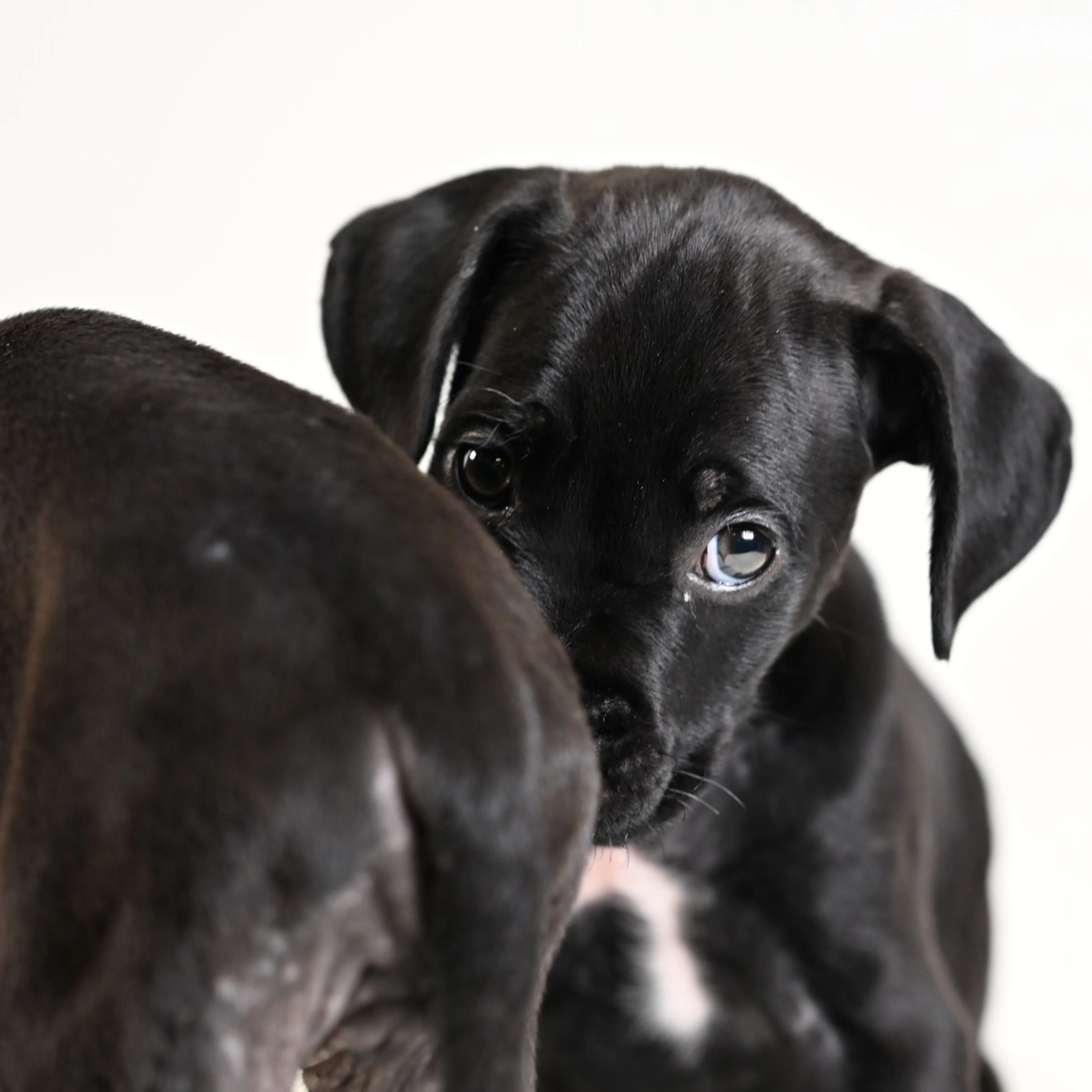 Found pet-17