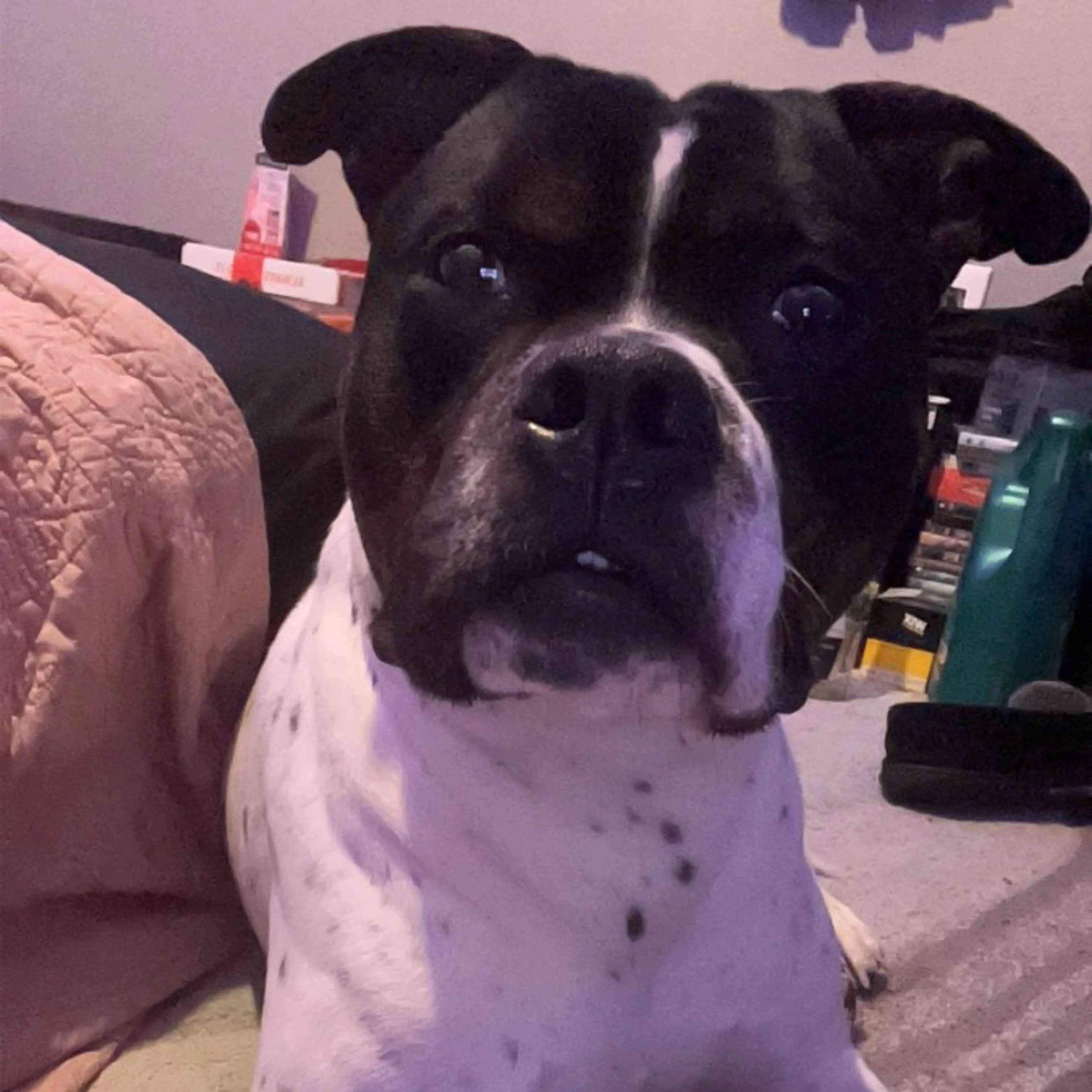 Lost pet