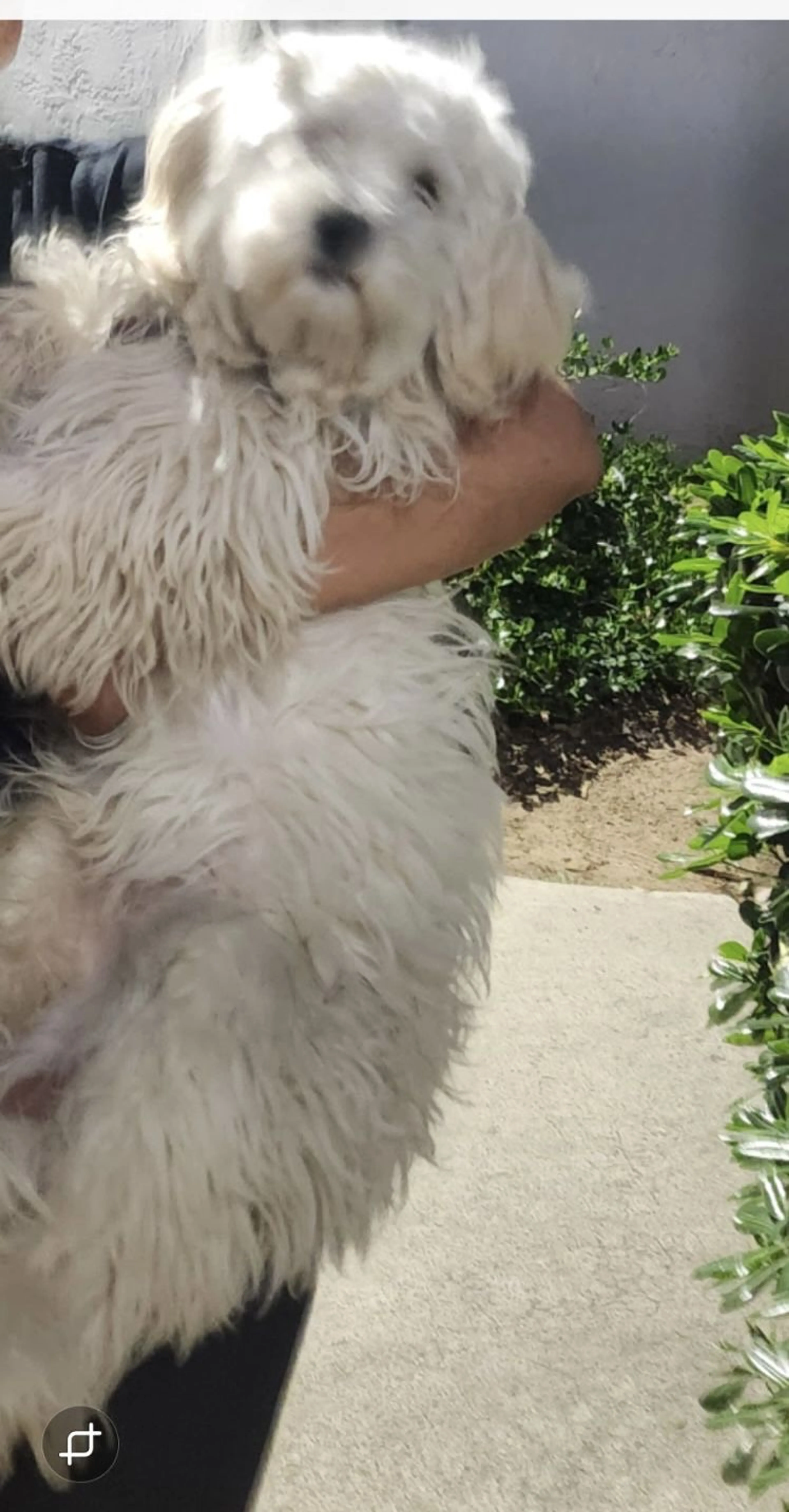 Lost pet