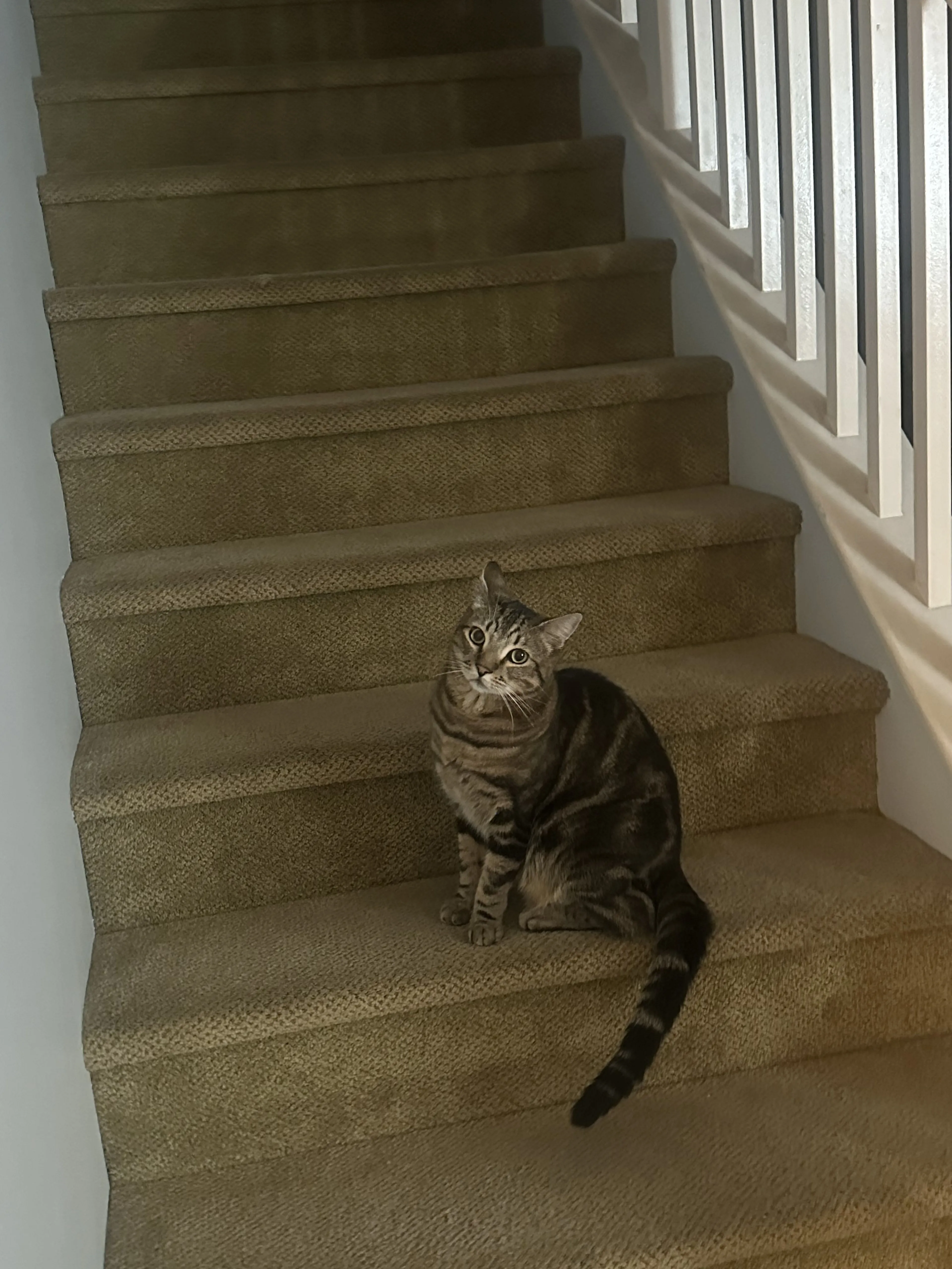 Lost pet-0