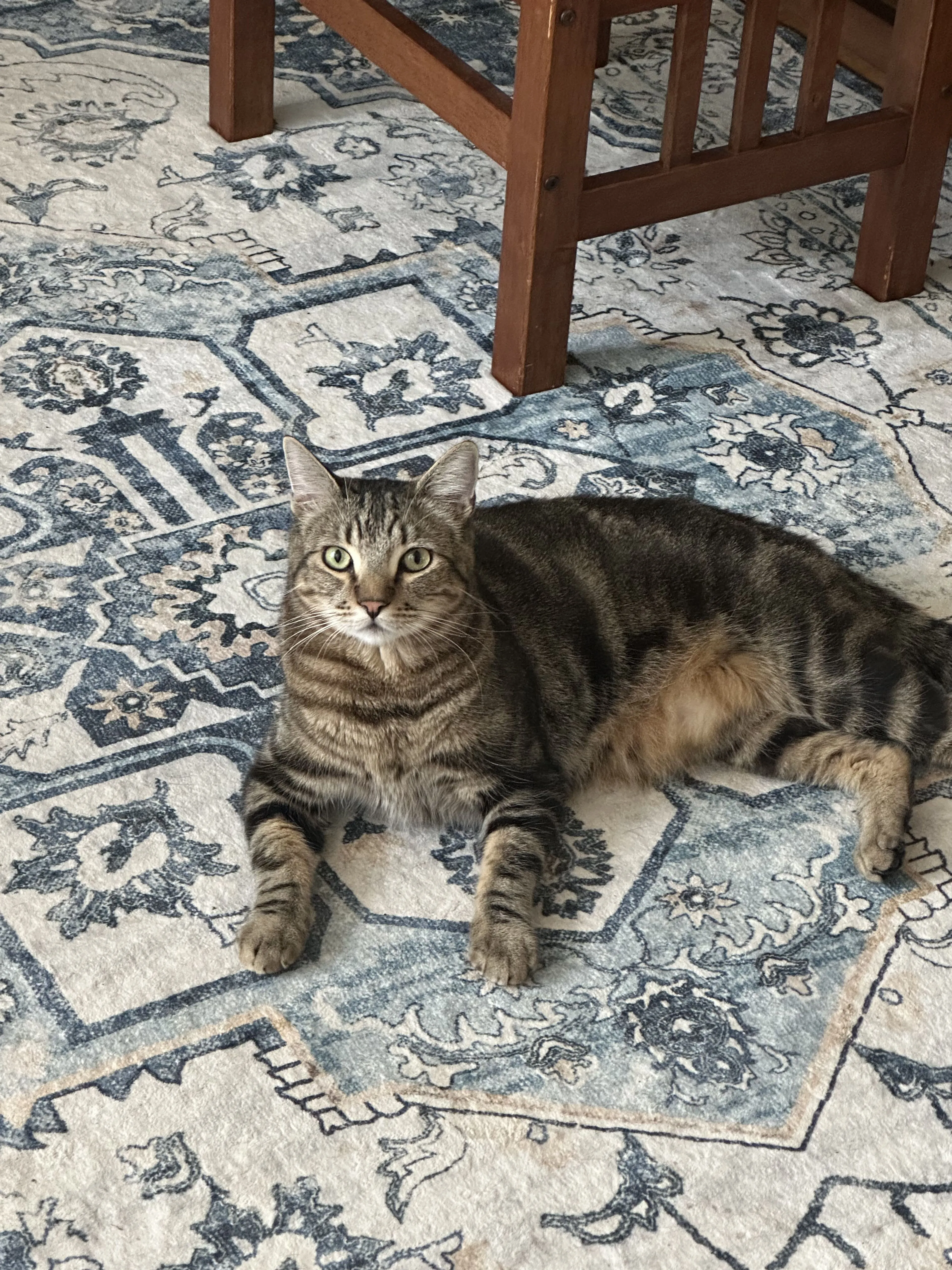 Lost pet-1