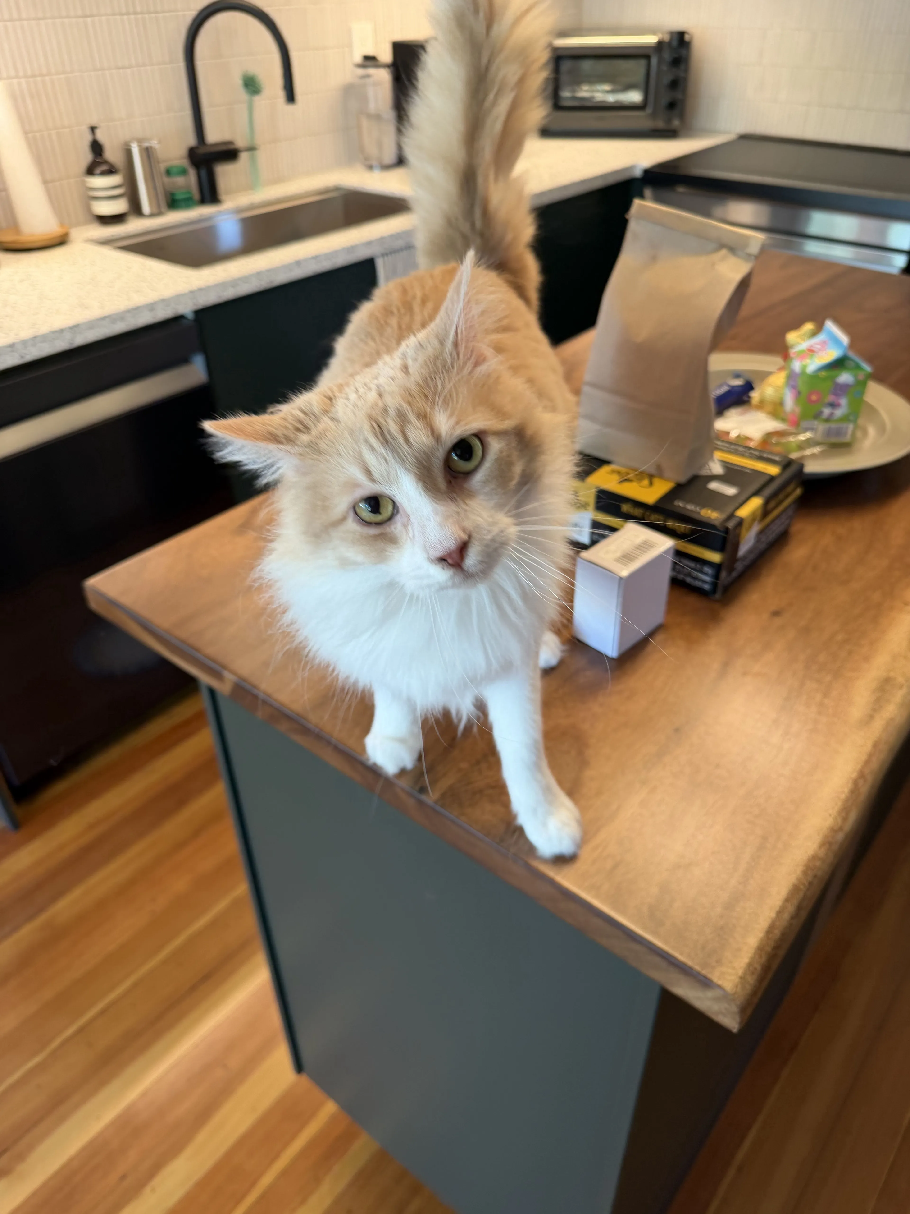 Lost pet