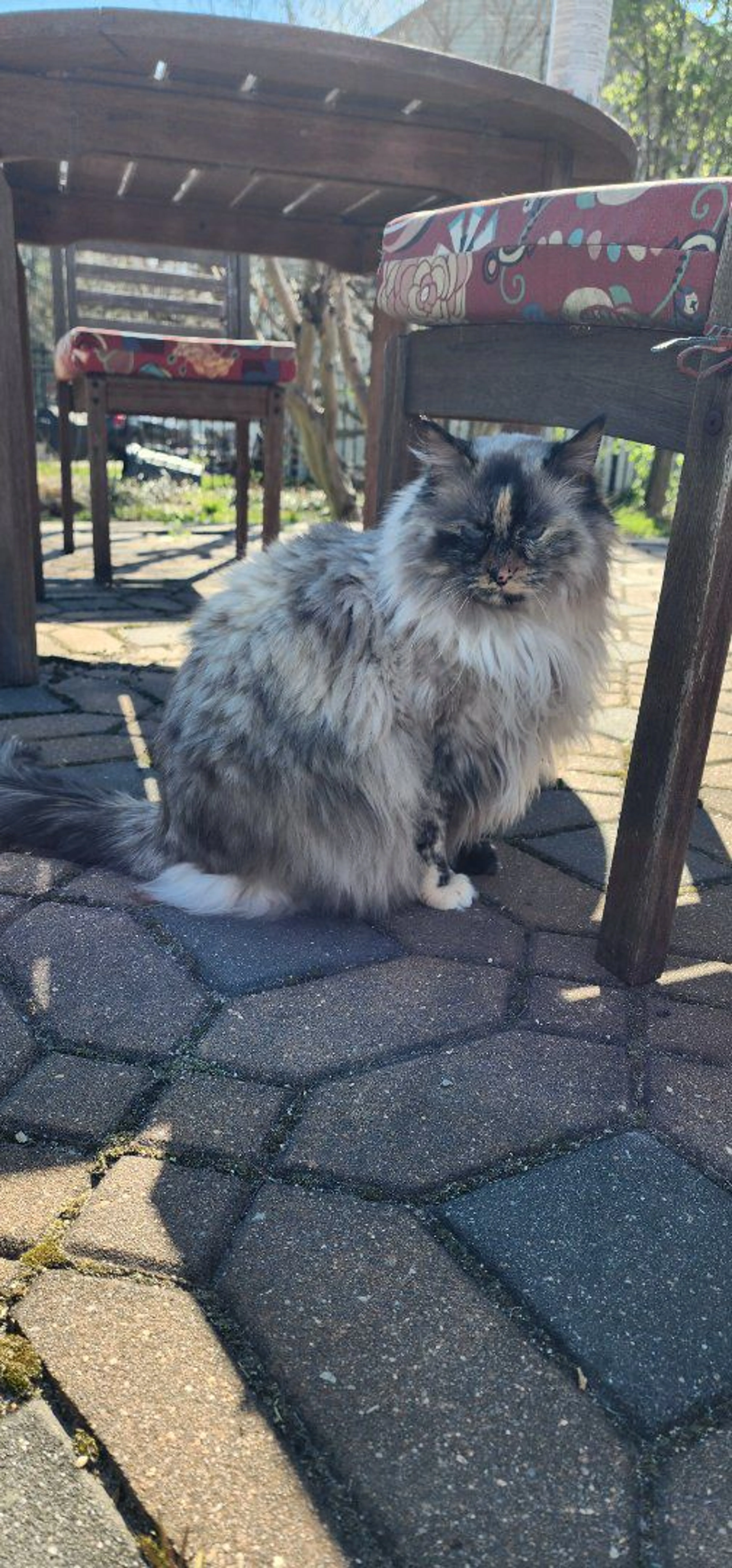 Lost pet-0