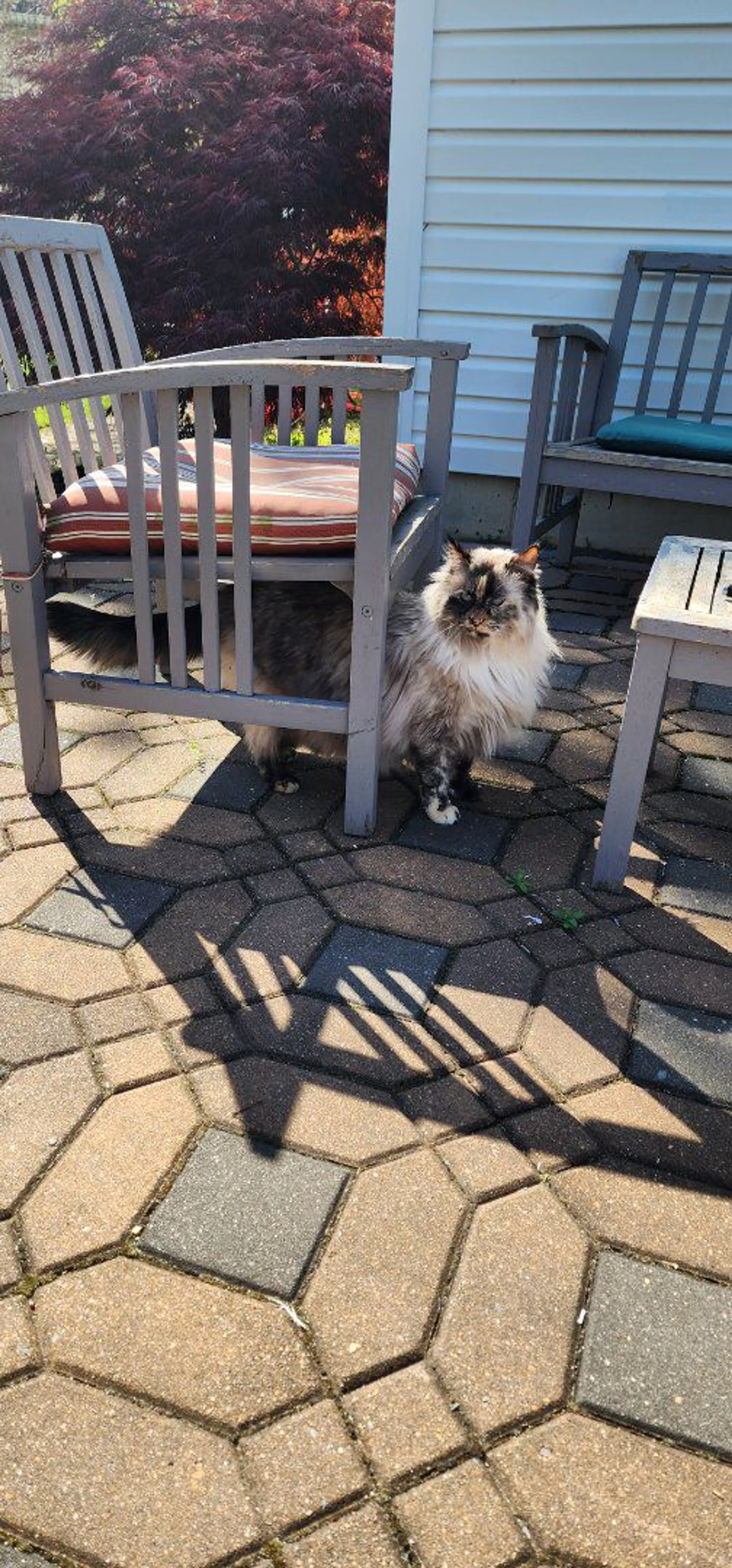 Lost pet-3