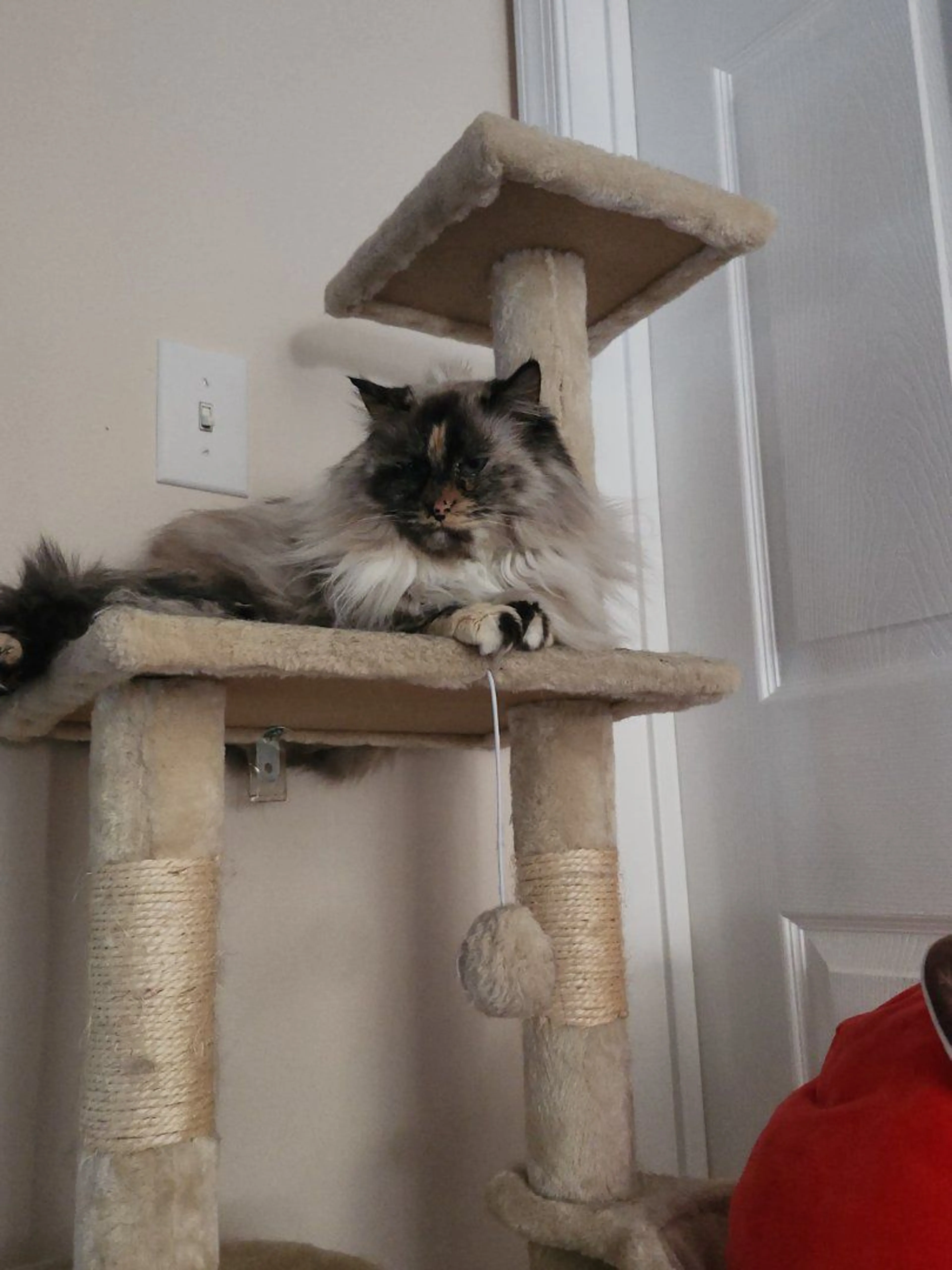 Lost pet-2