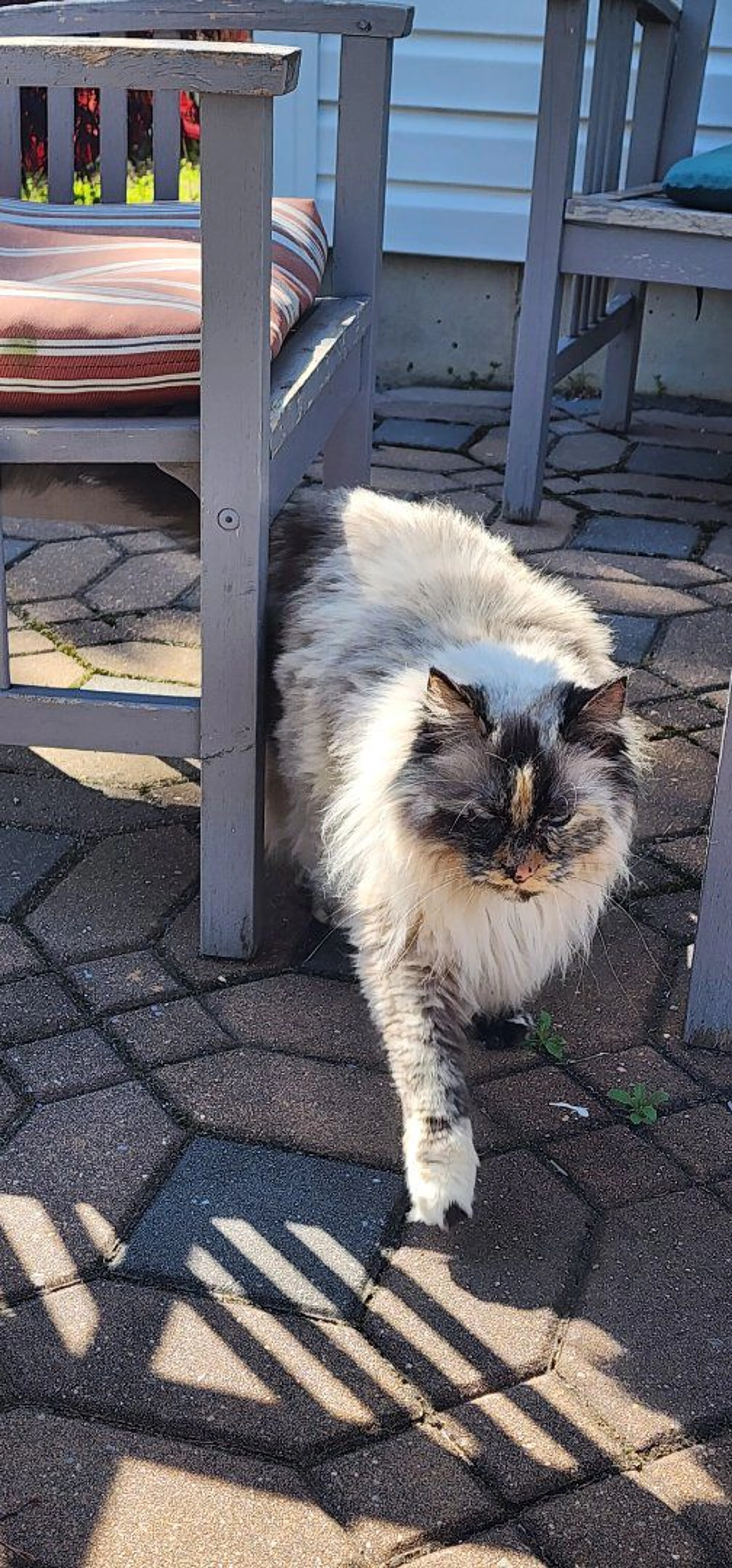 Lost pet-1