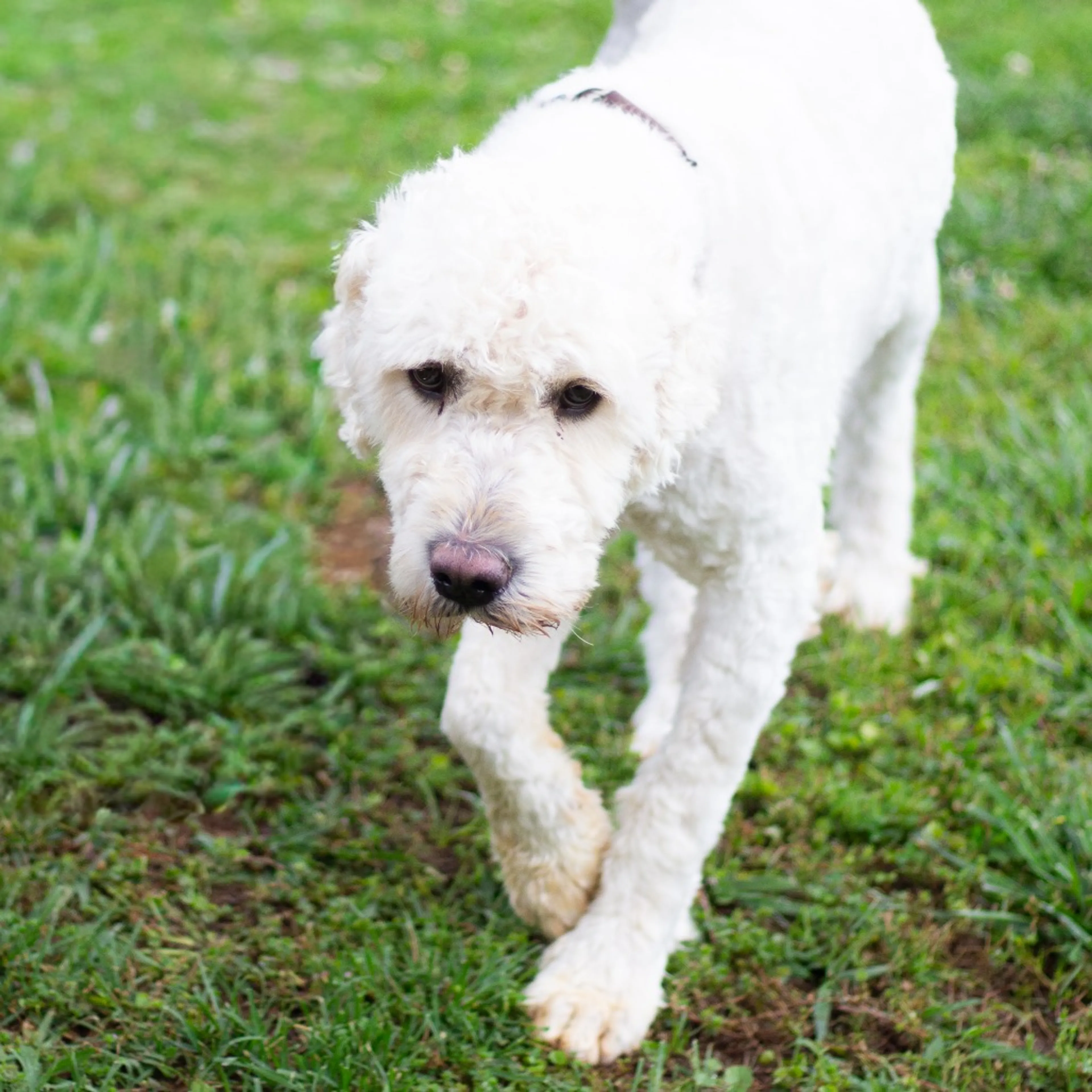 Found pet-2