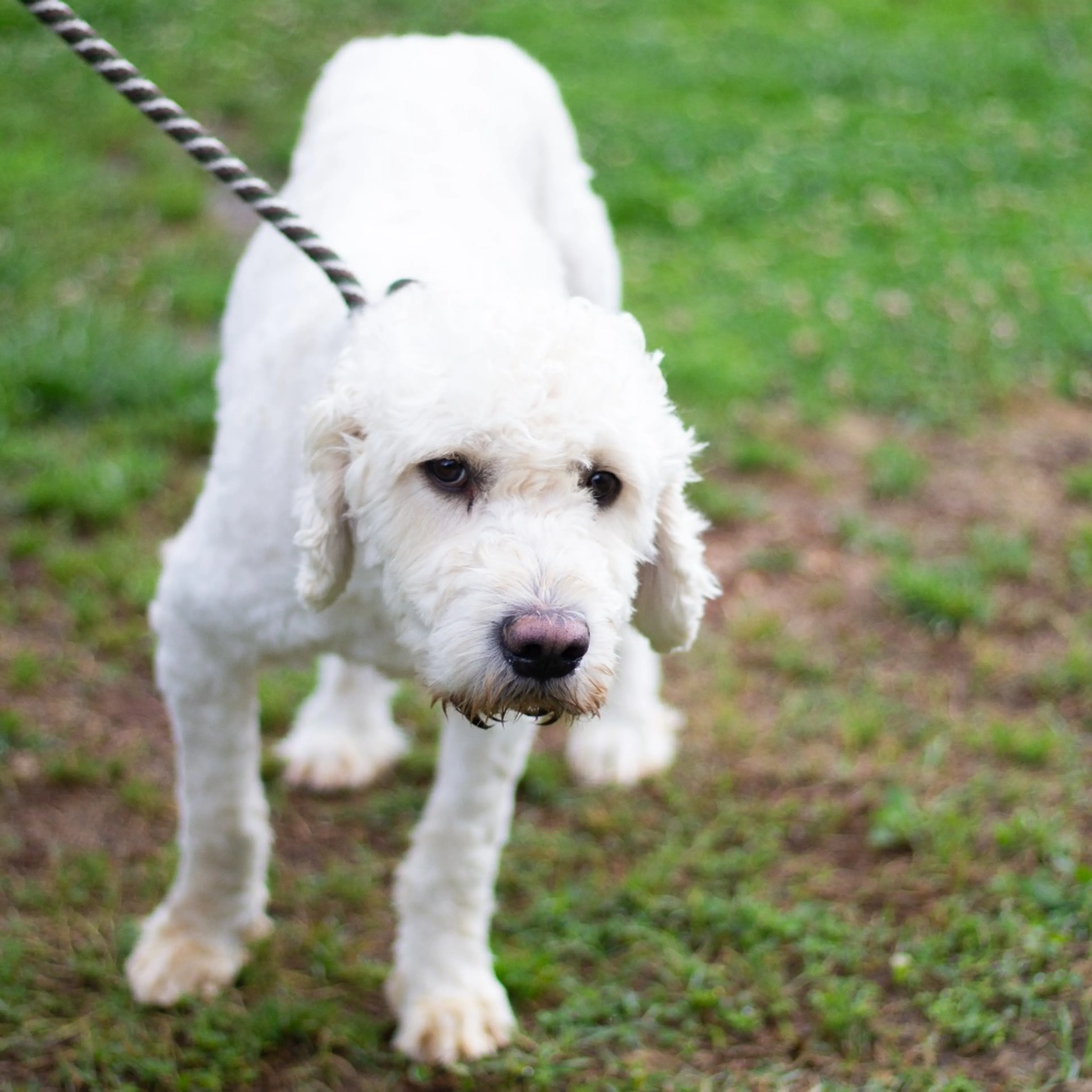 Found pet-1