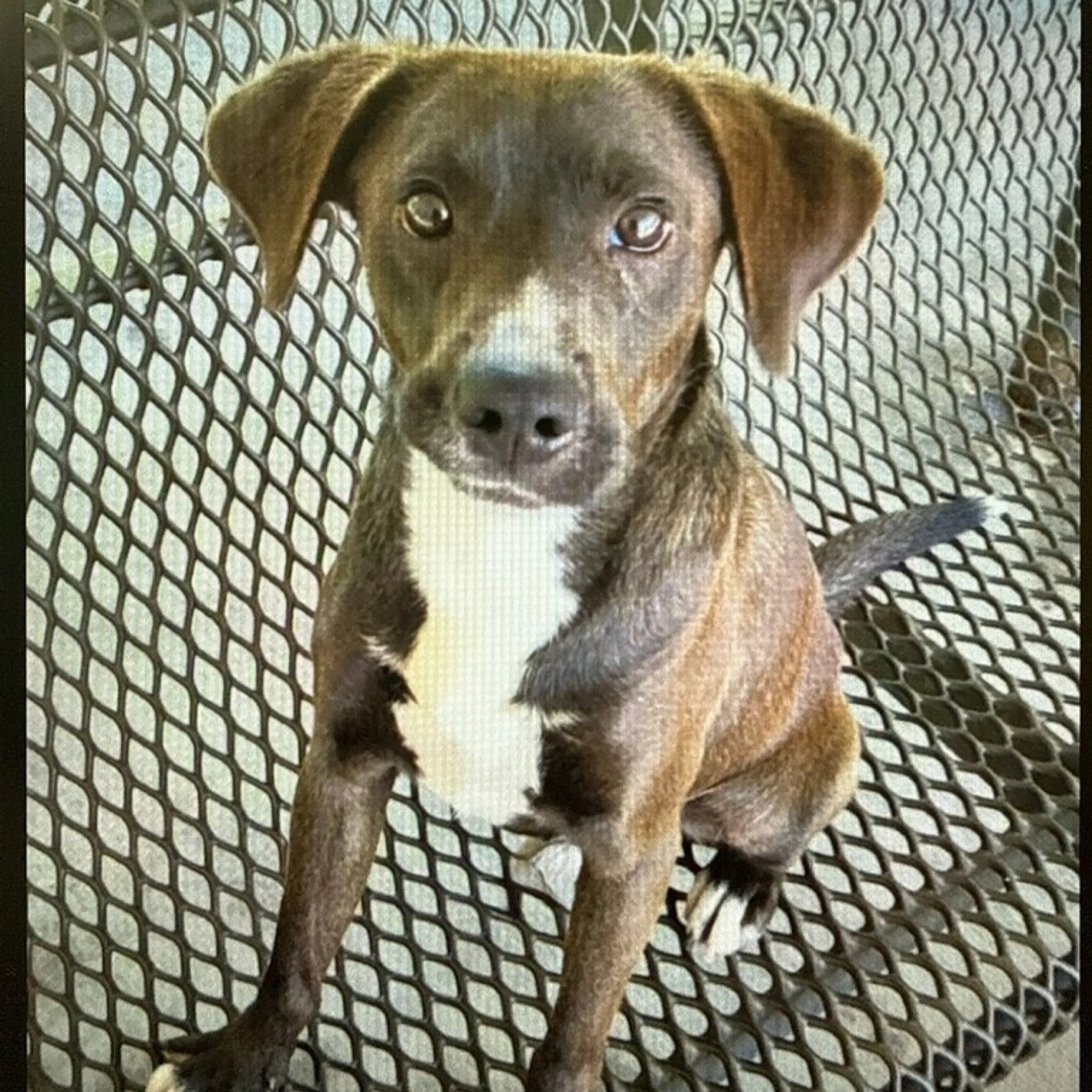 Found pet-1