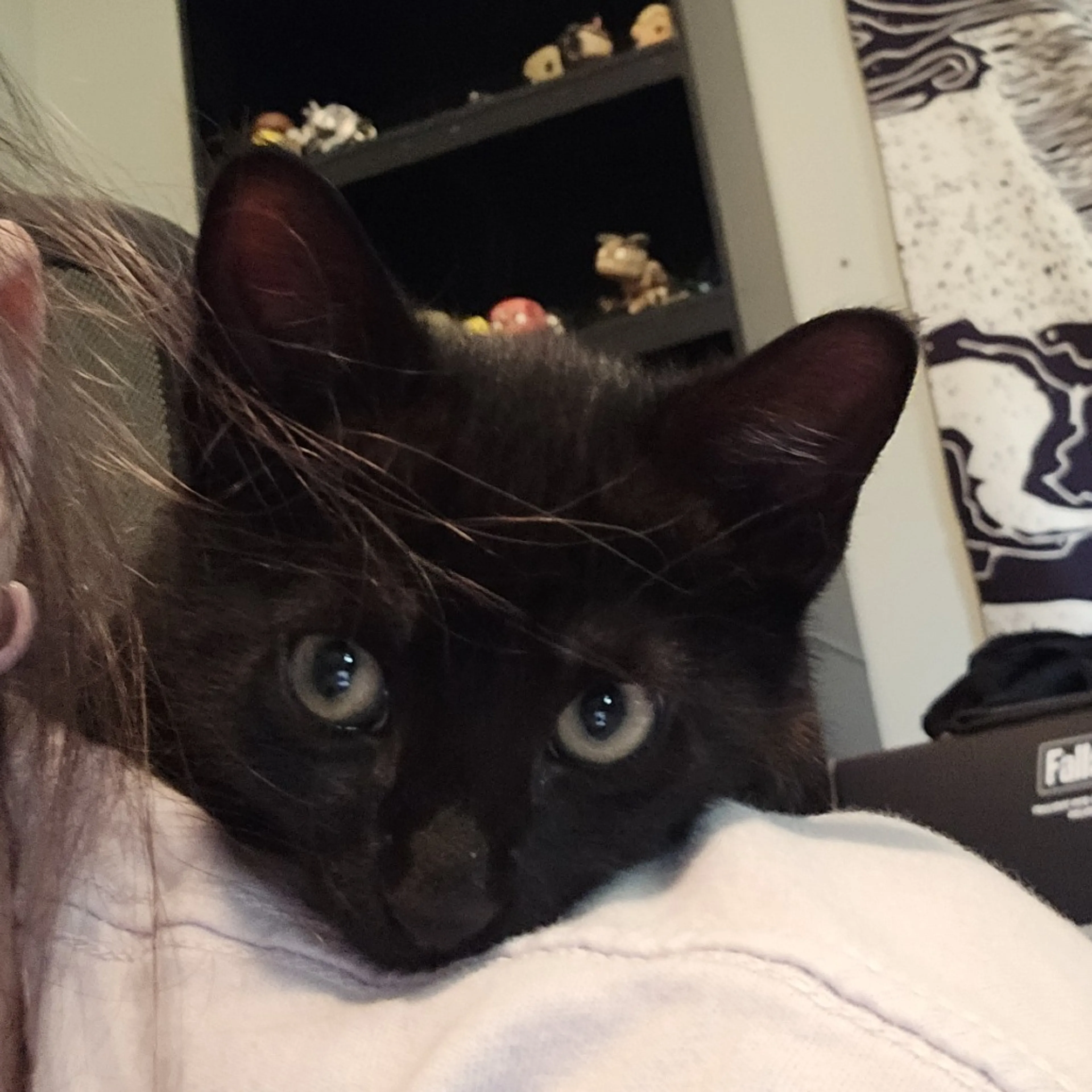 Found pet-1