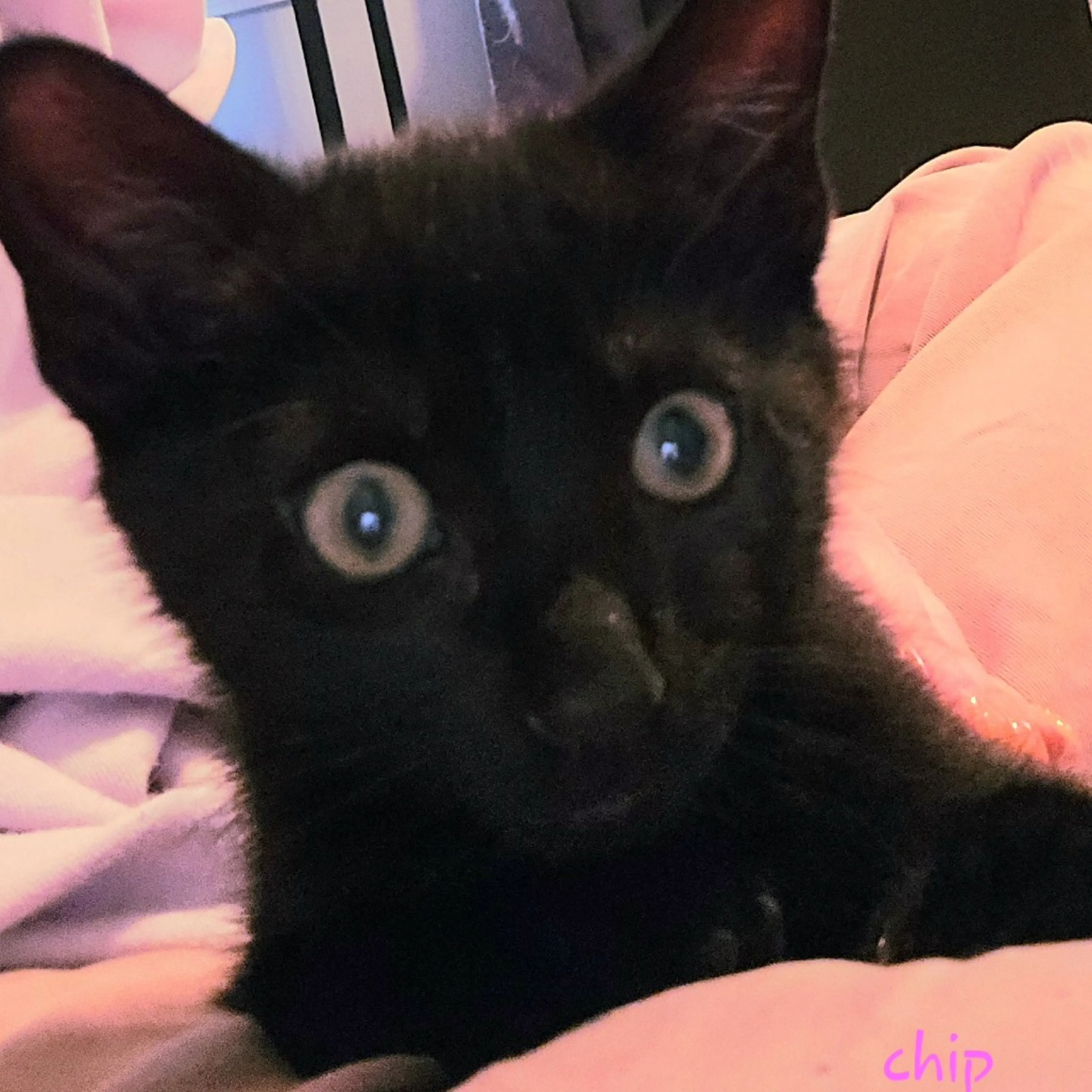 Found pet-0