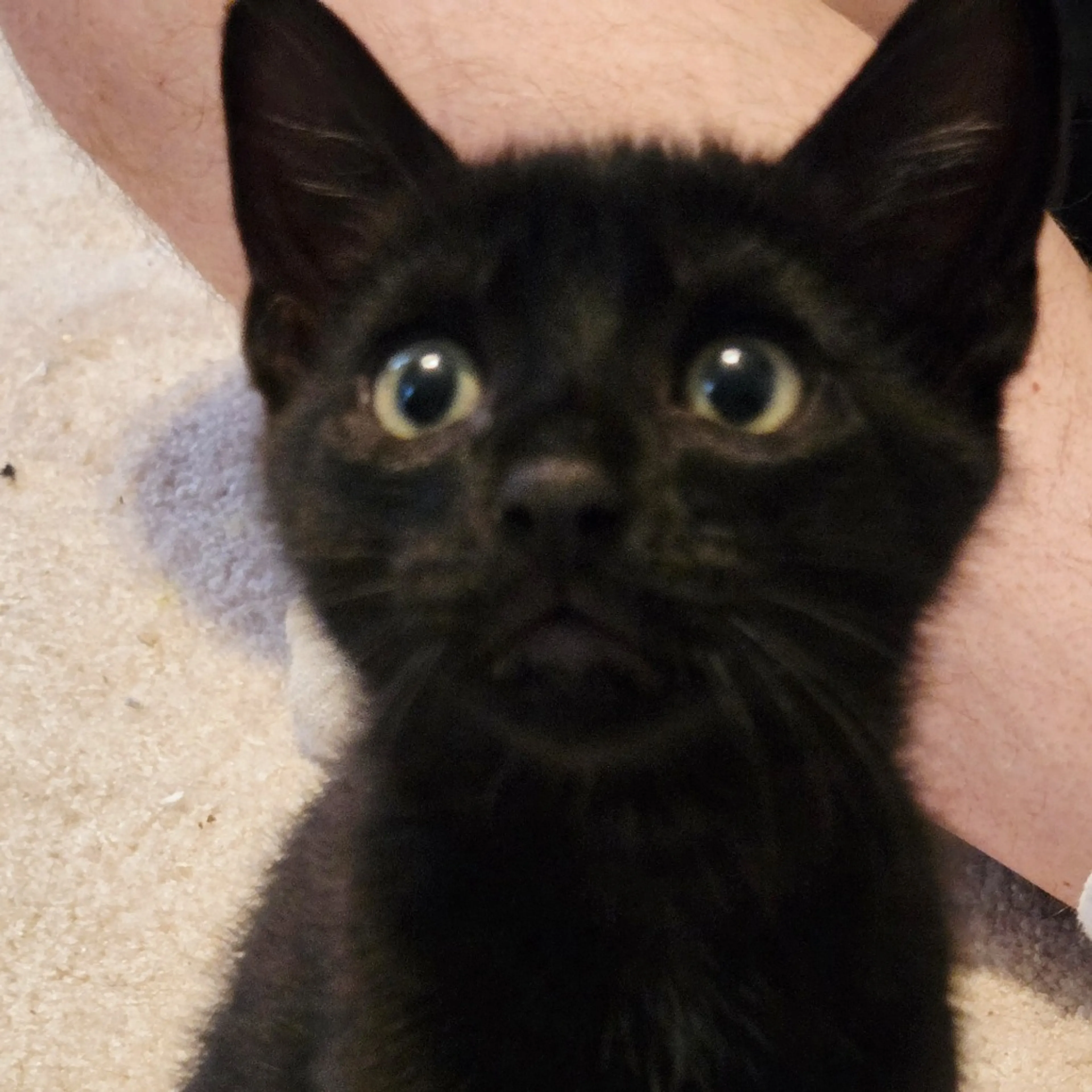 Found pet-2
