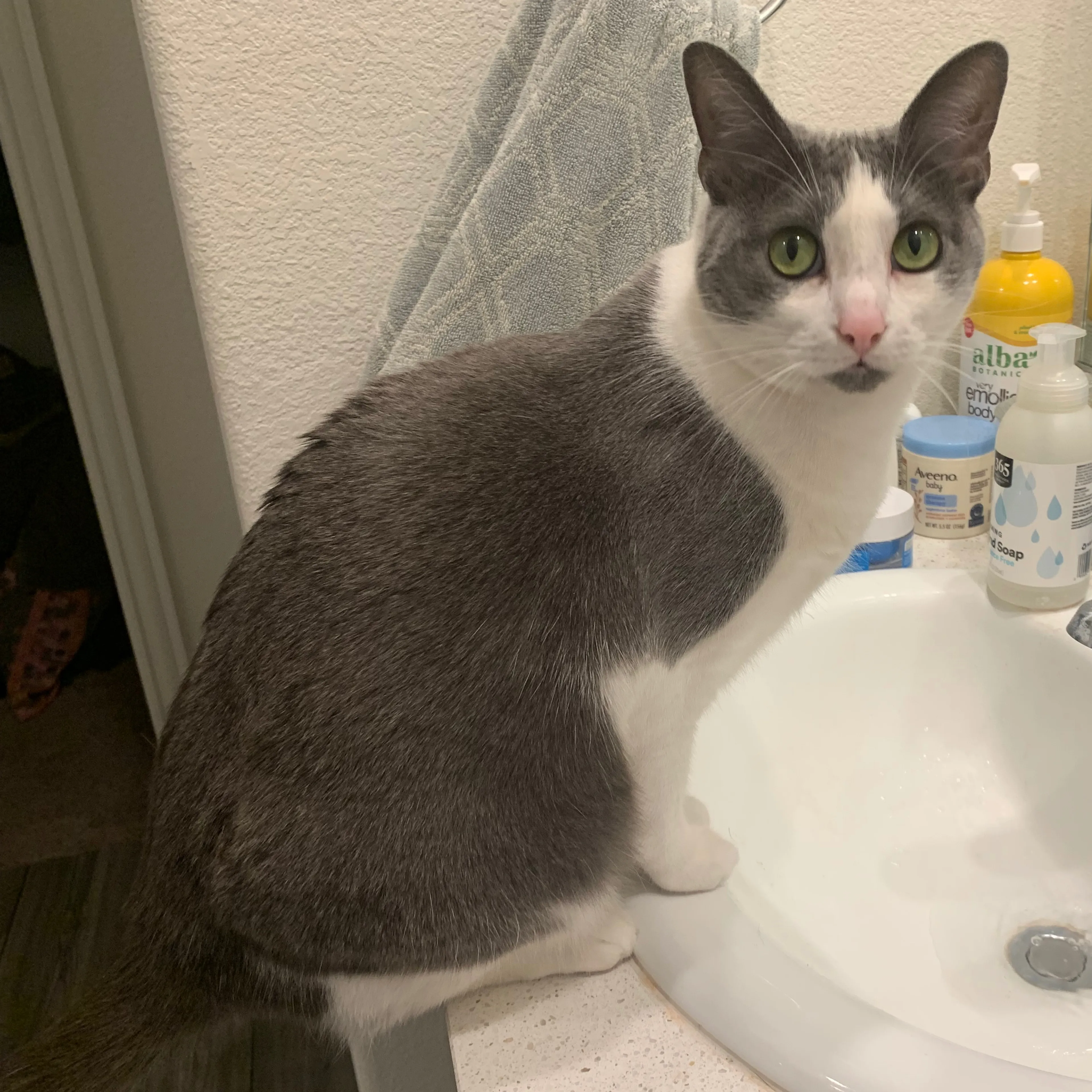 Lost pet-3