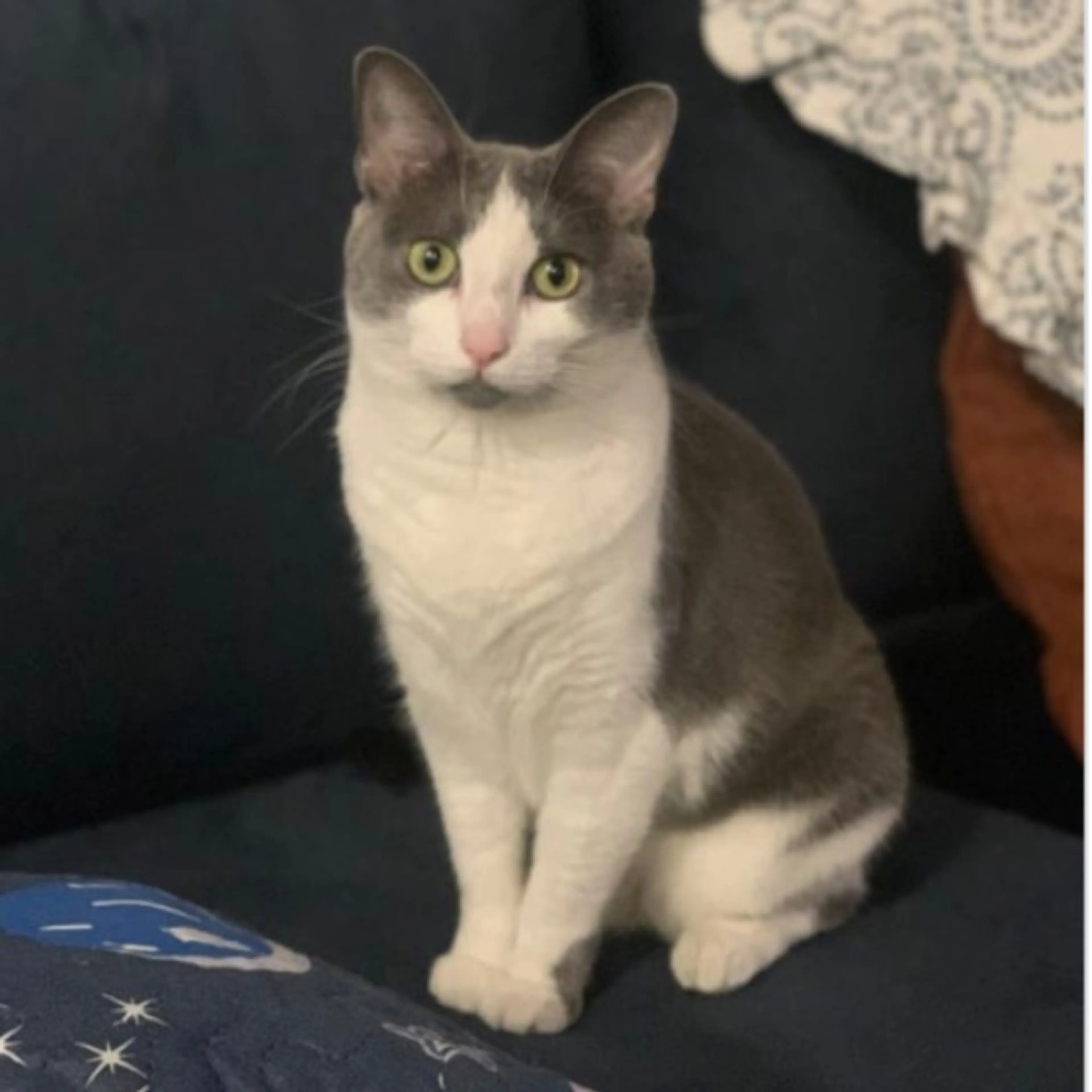 Lost pet-0