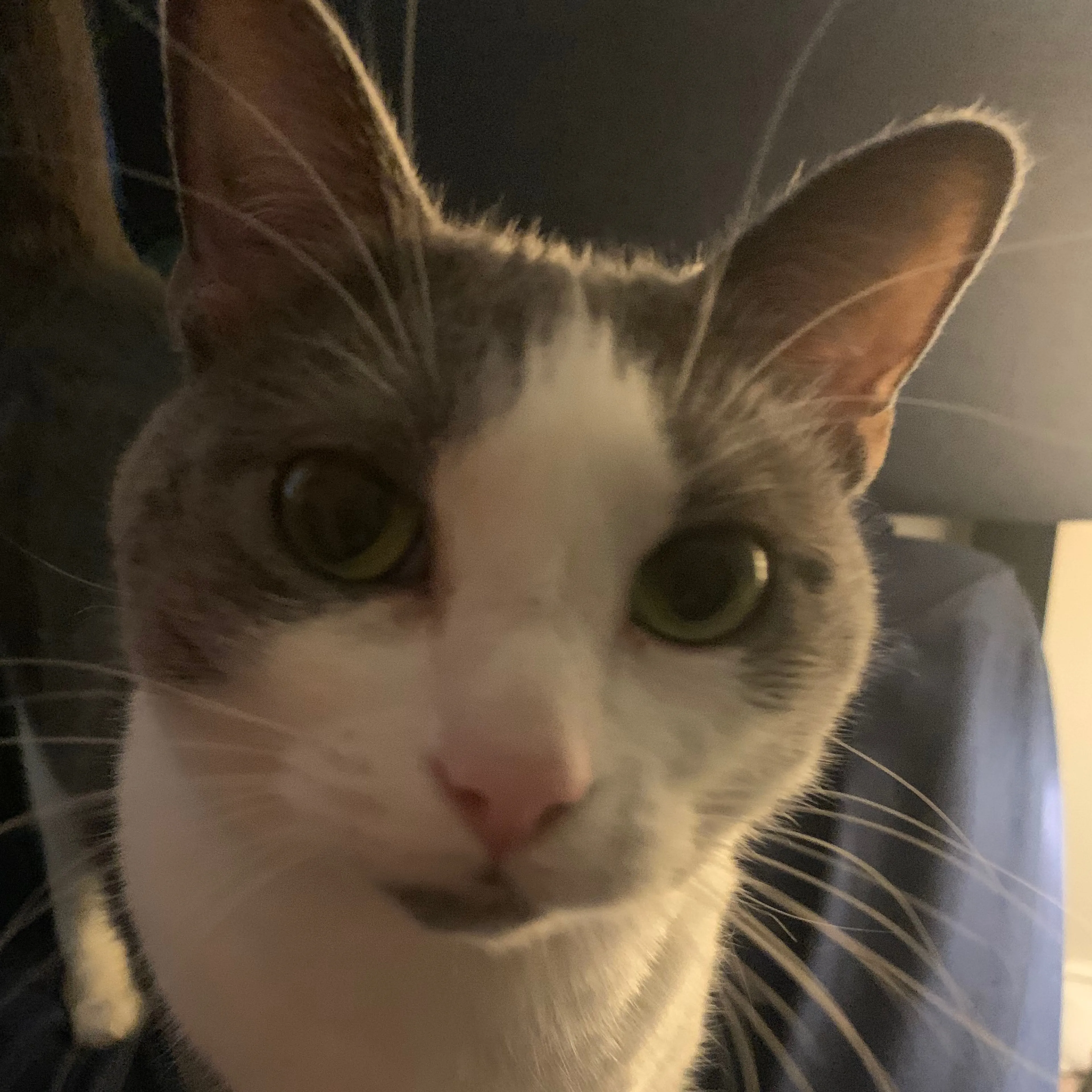 Lost pet-2