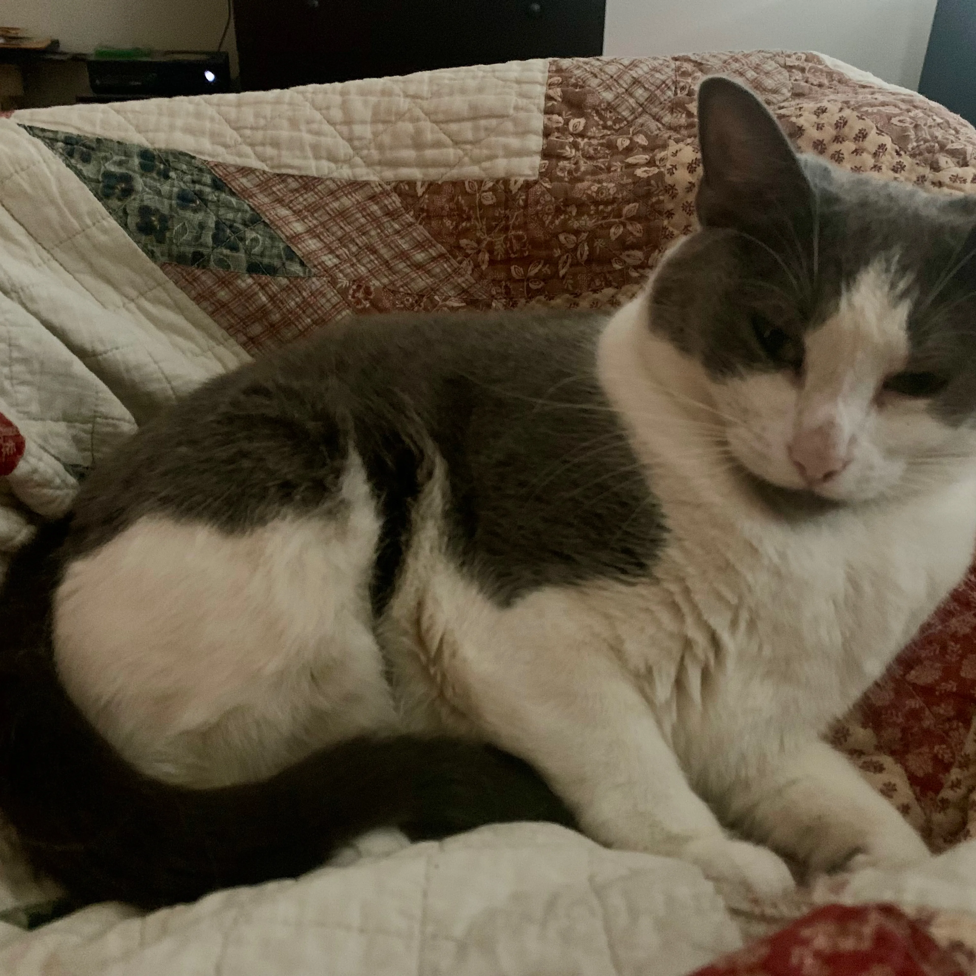 Lost pet-1