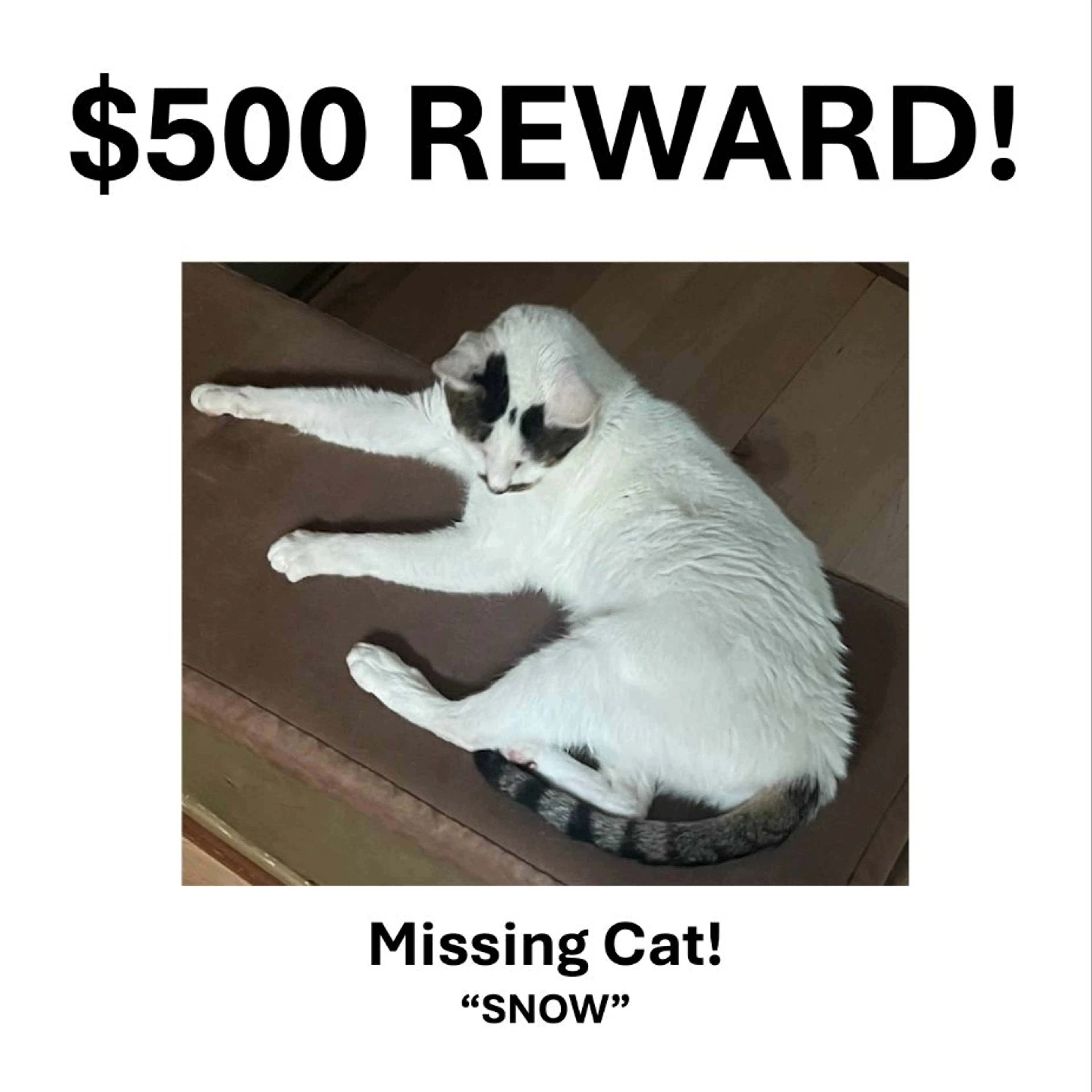 Lost pet