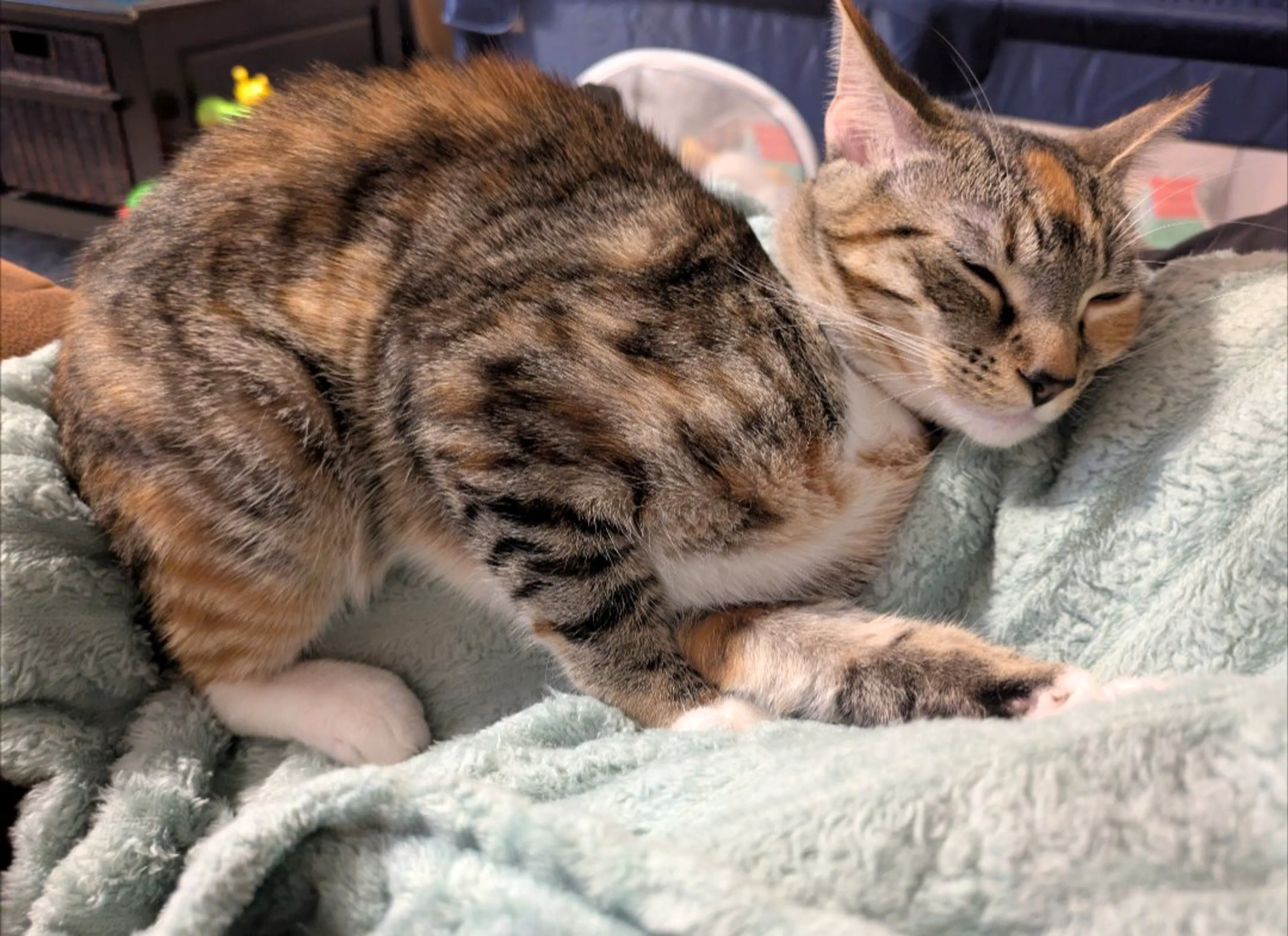 Lost pet-3