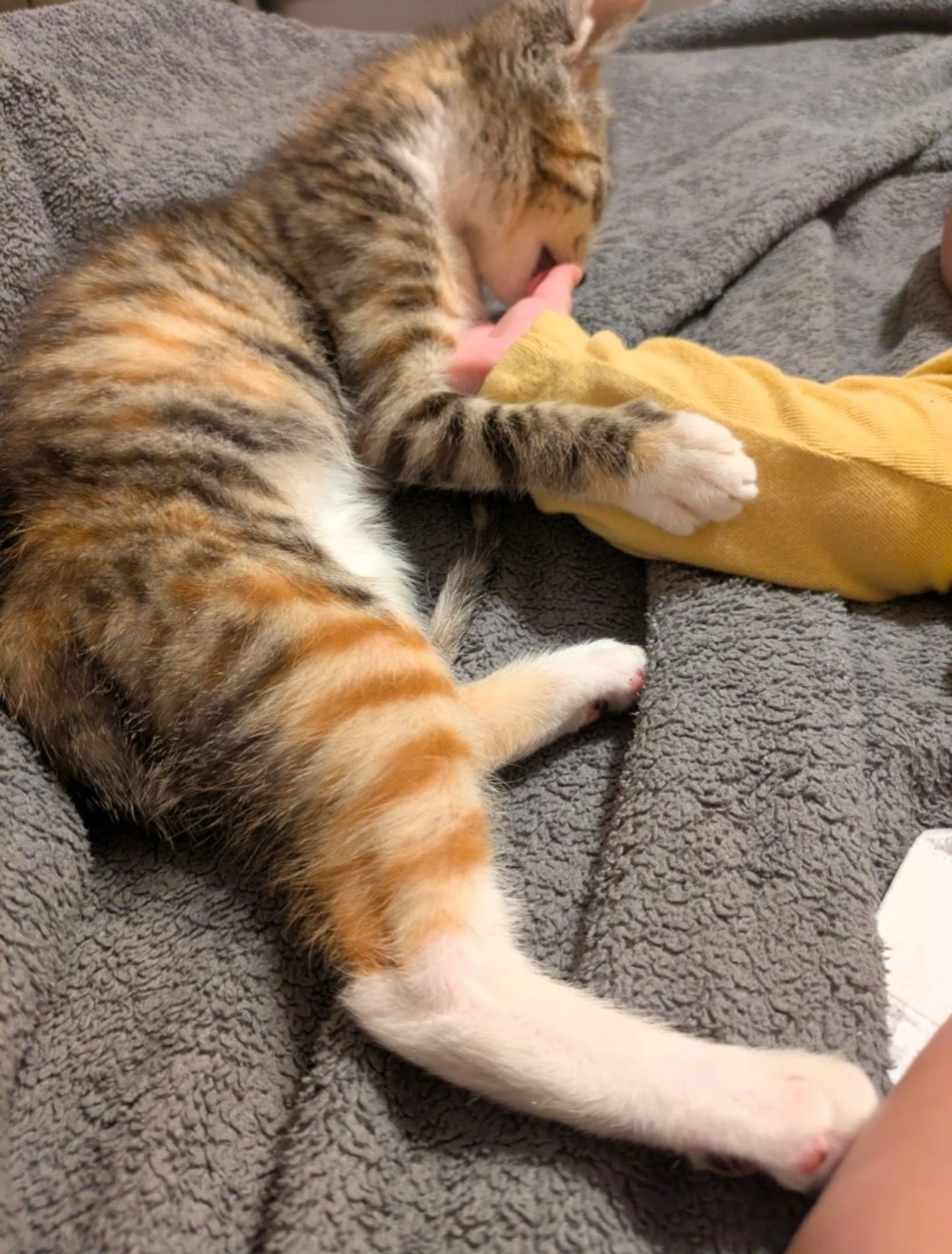 Lost pet-1