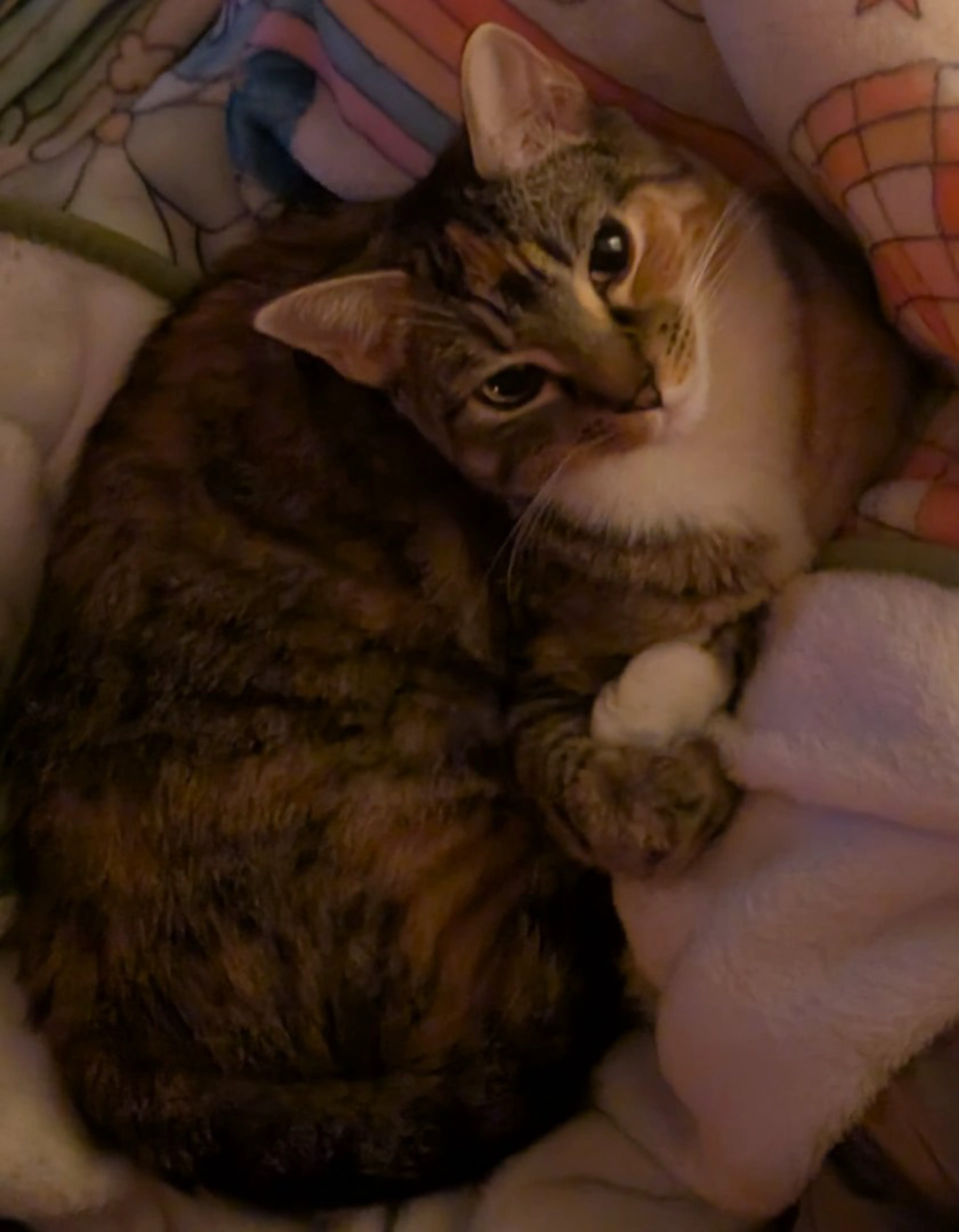 Lost pet-4