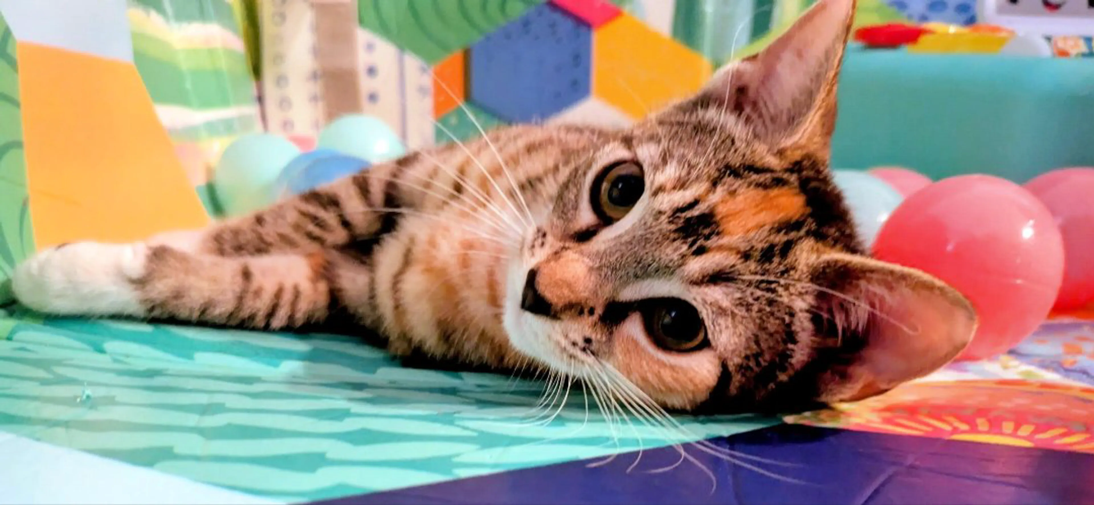 Lost pet-2