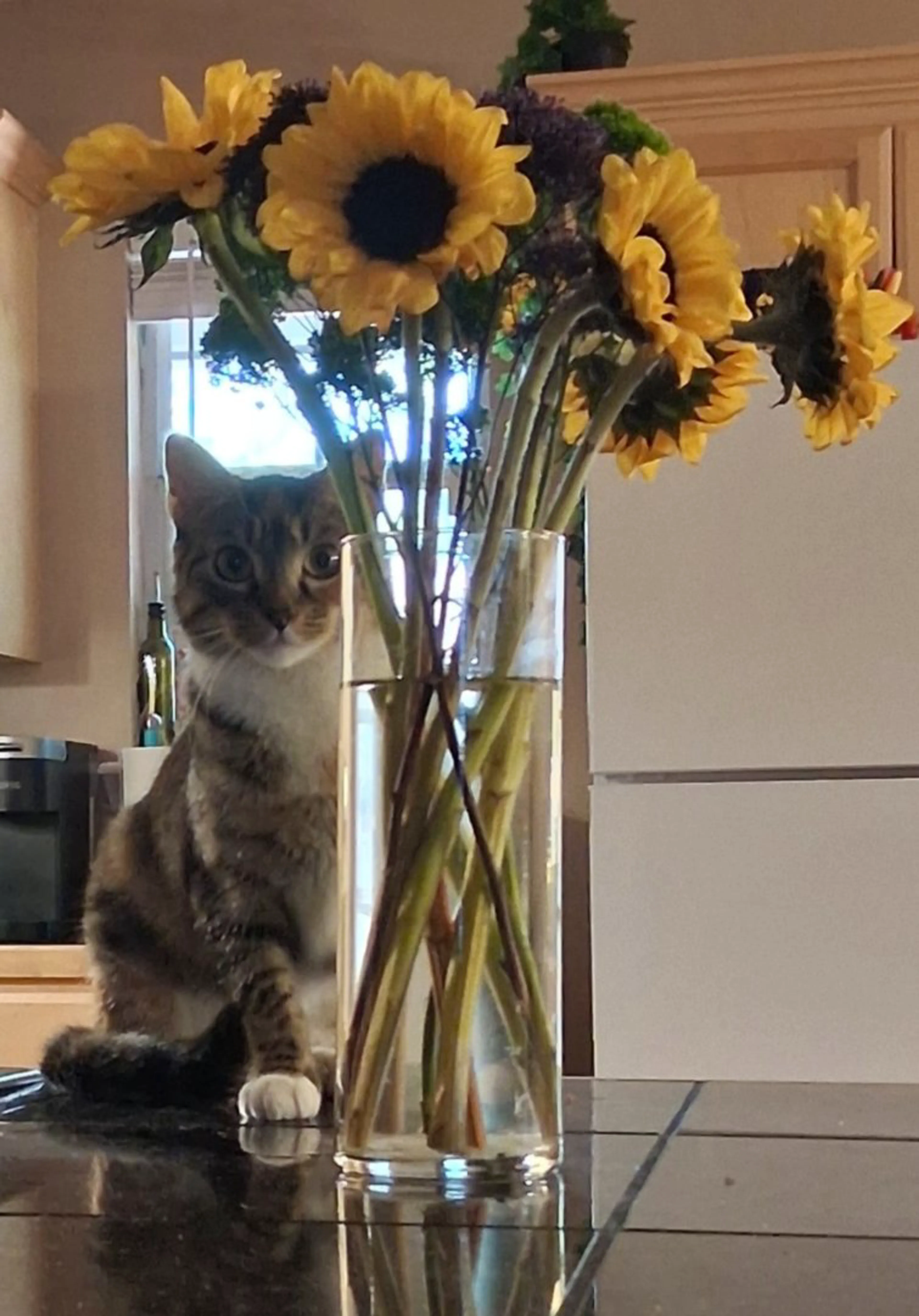 Lost pet-0