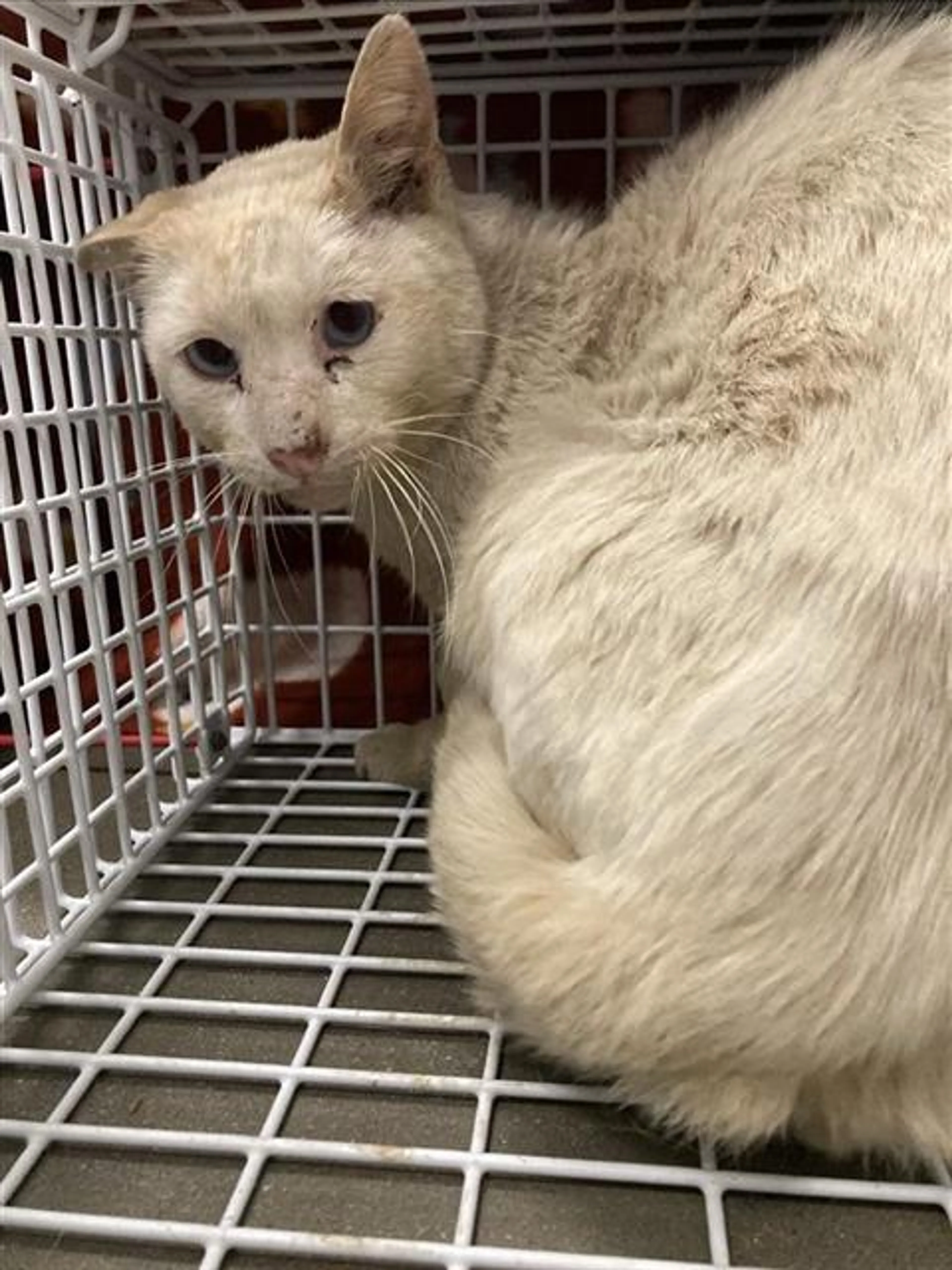 Found pet