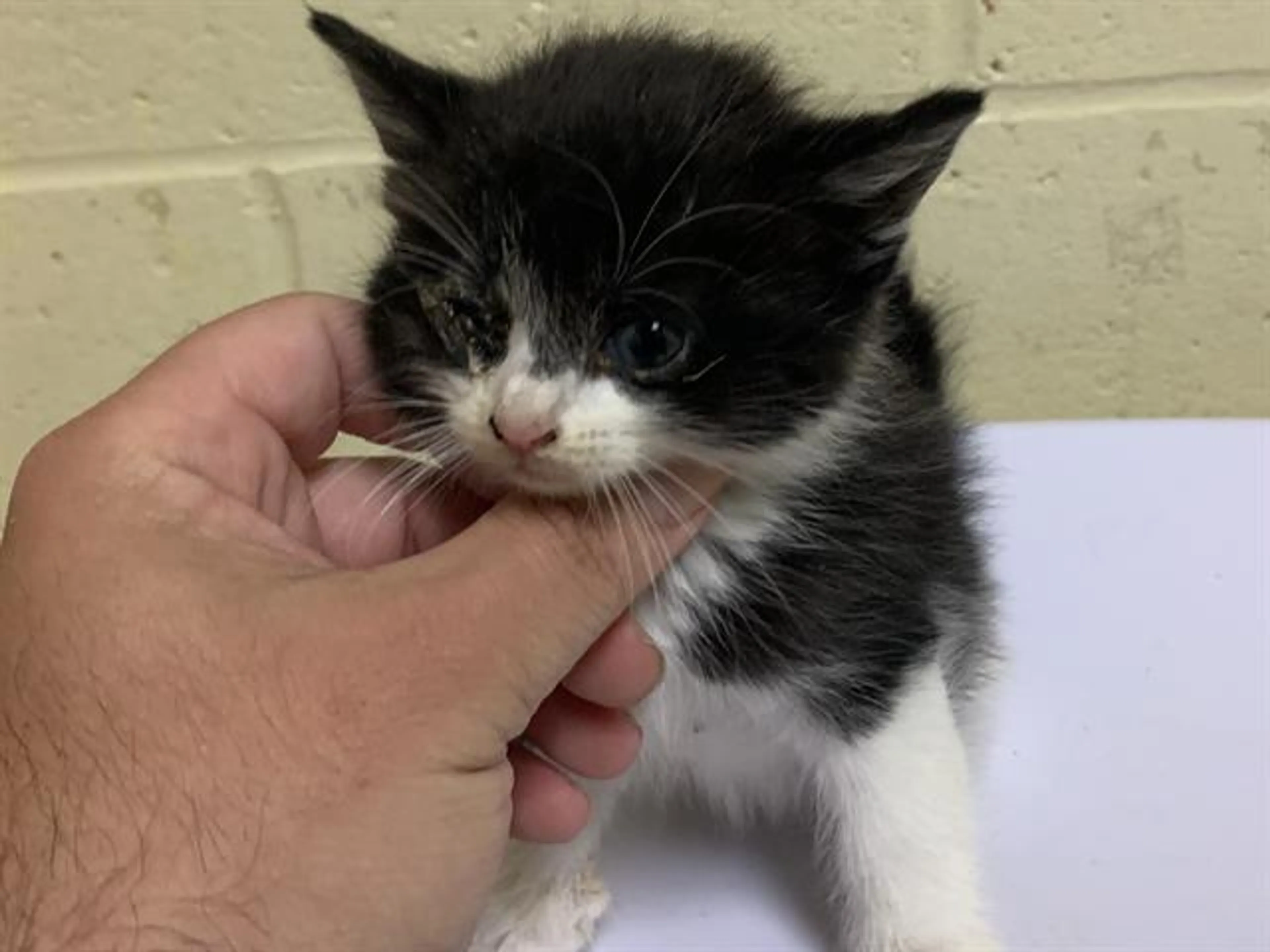Found pet