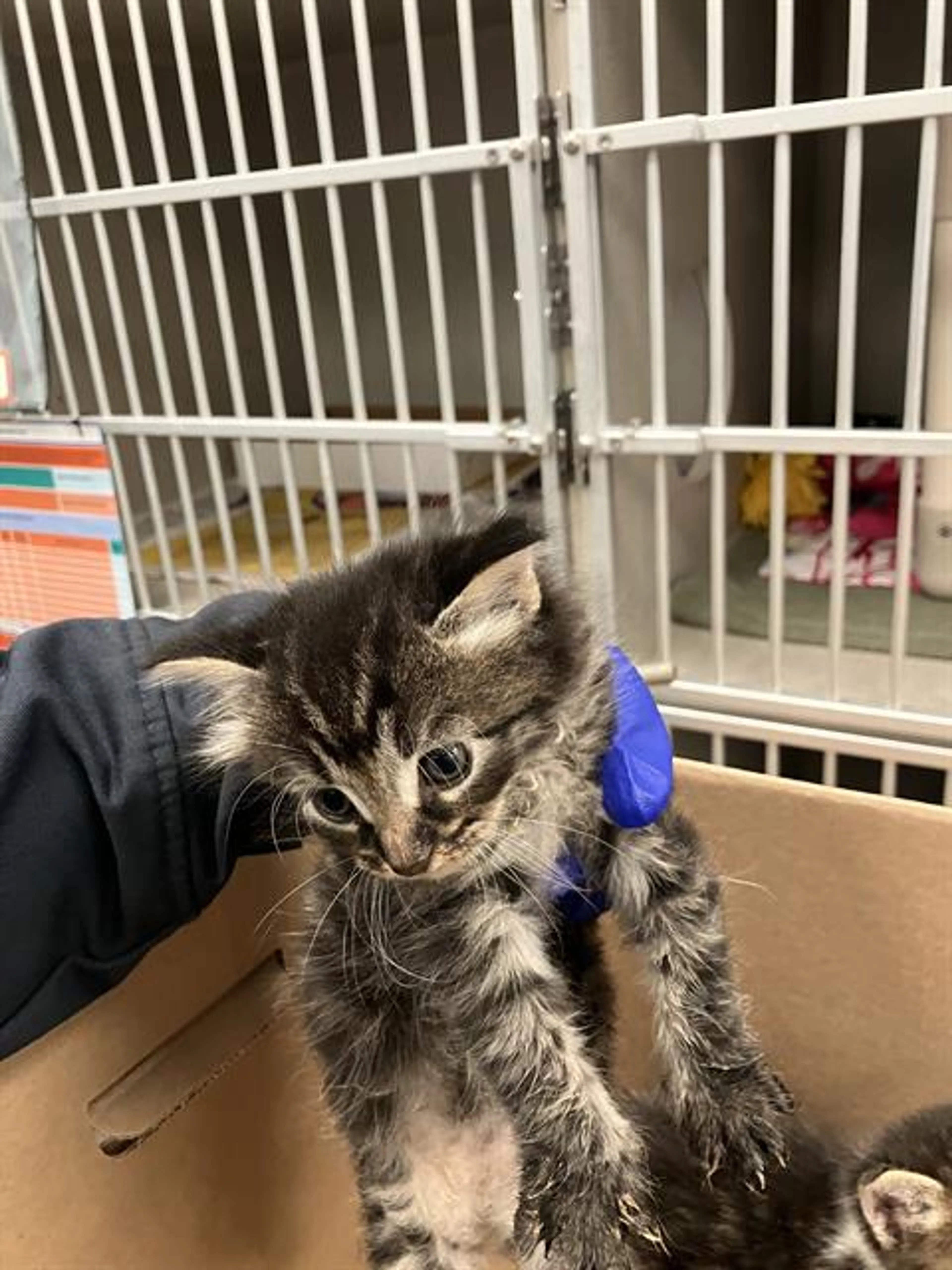 Found pet