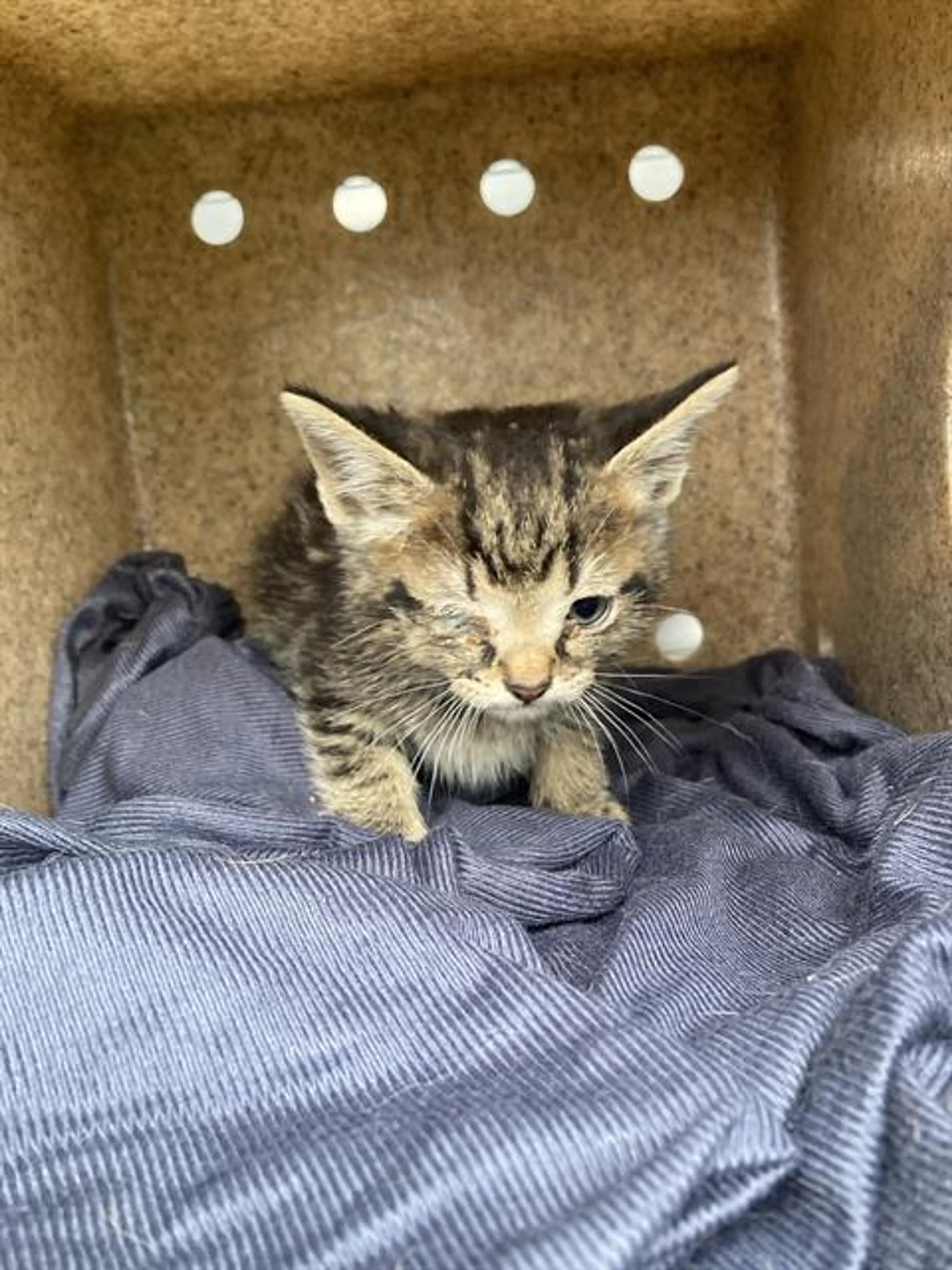 Found pet