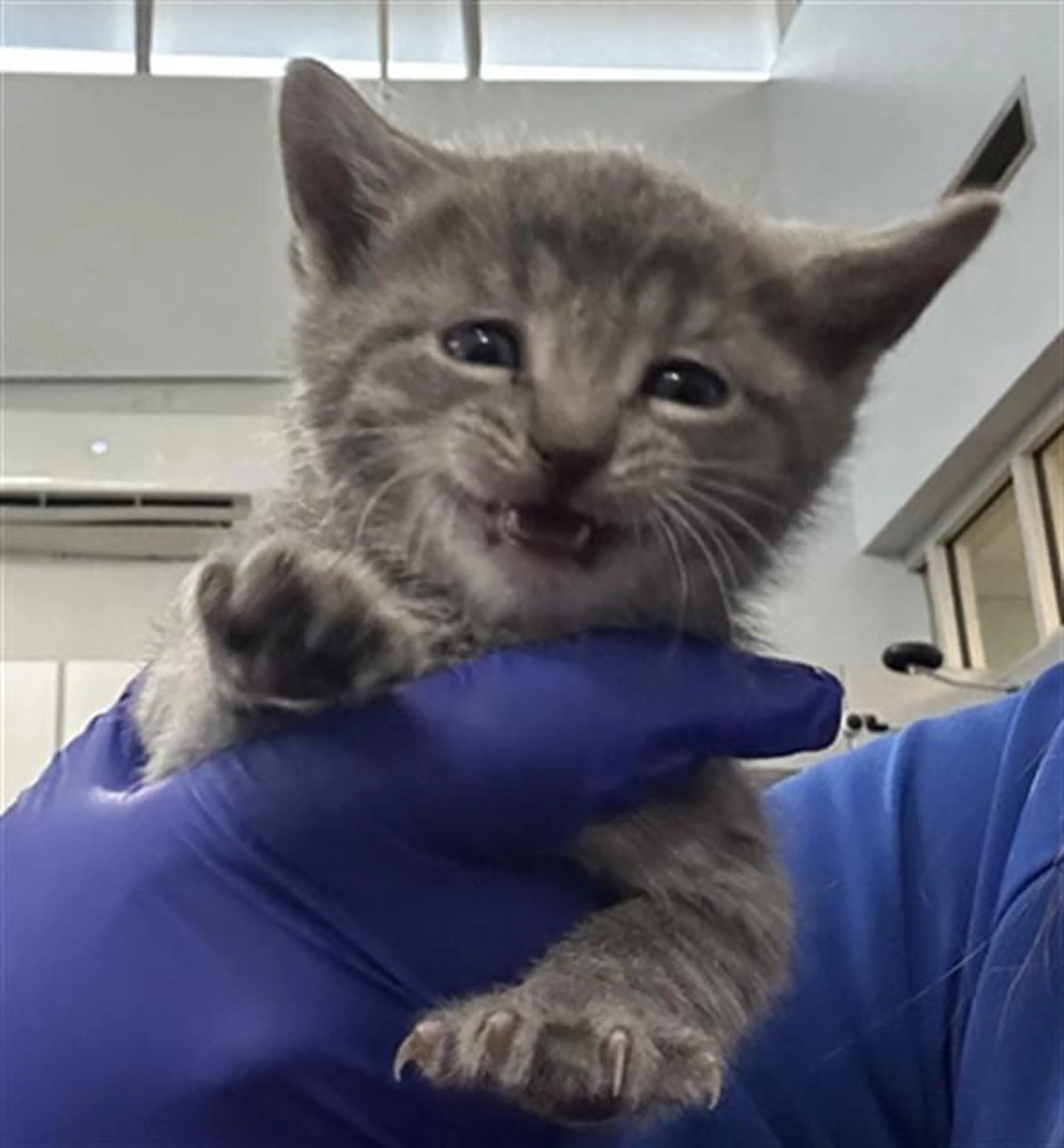 Found pet